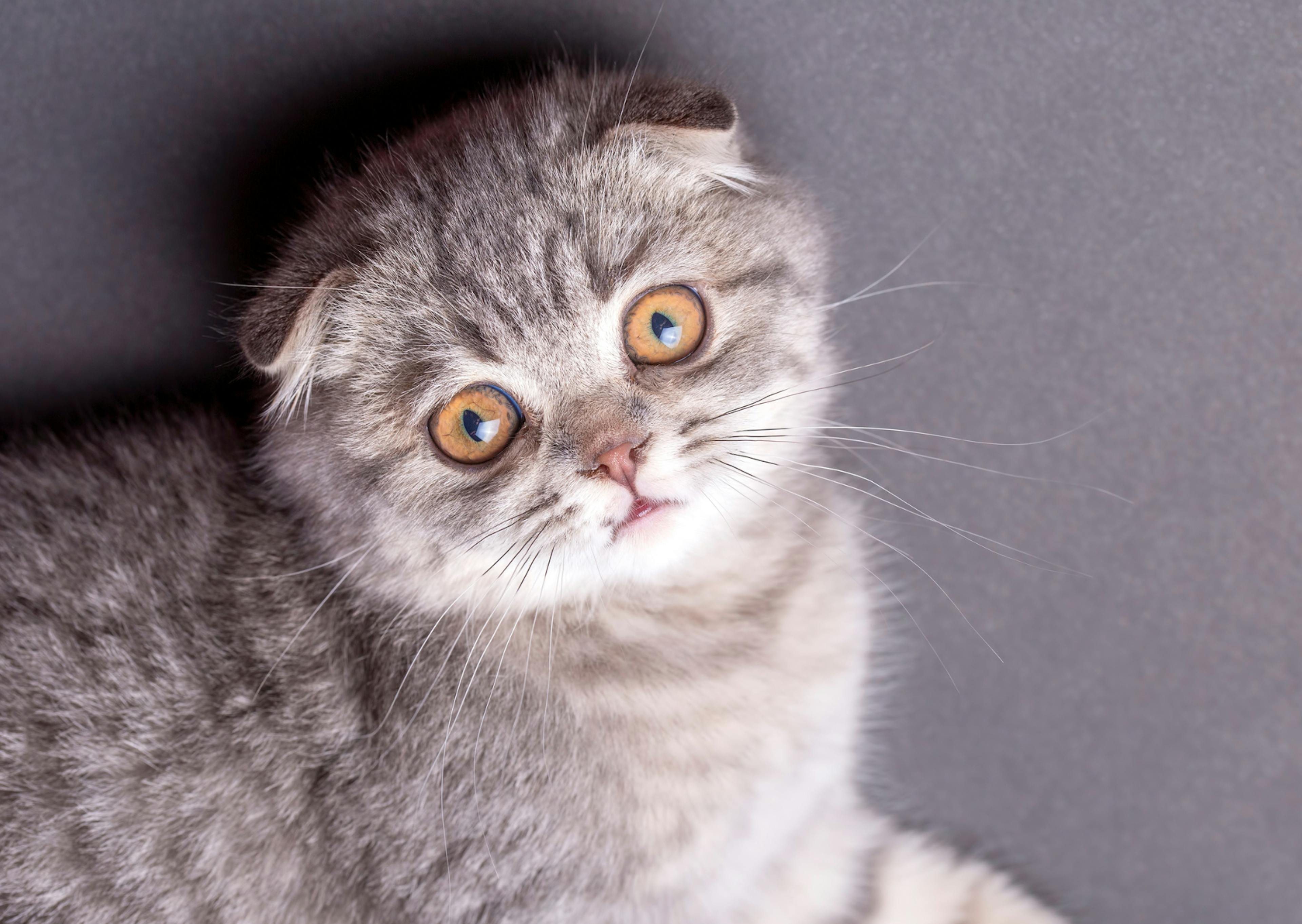 Scottish Fold allongé sur le flan, il regarde curieusement la caméra