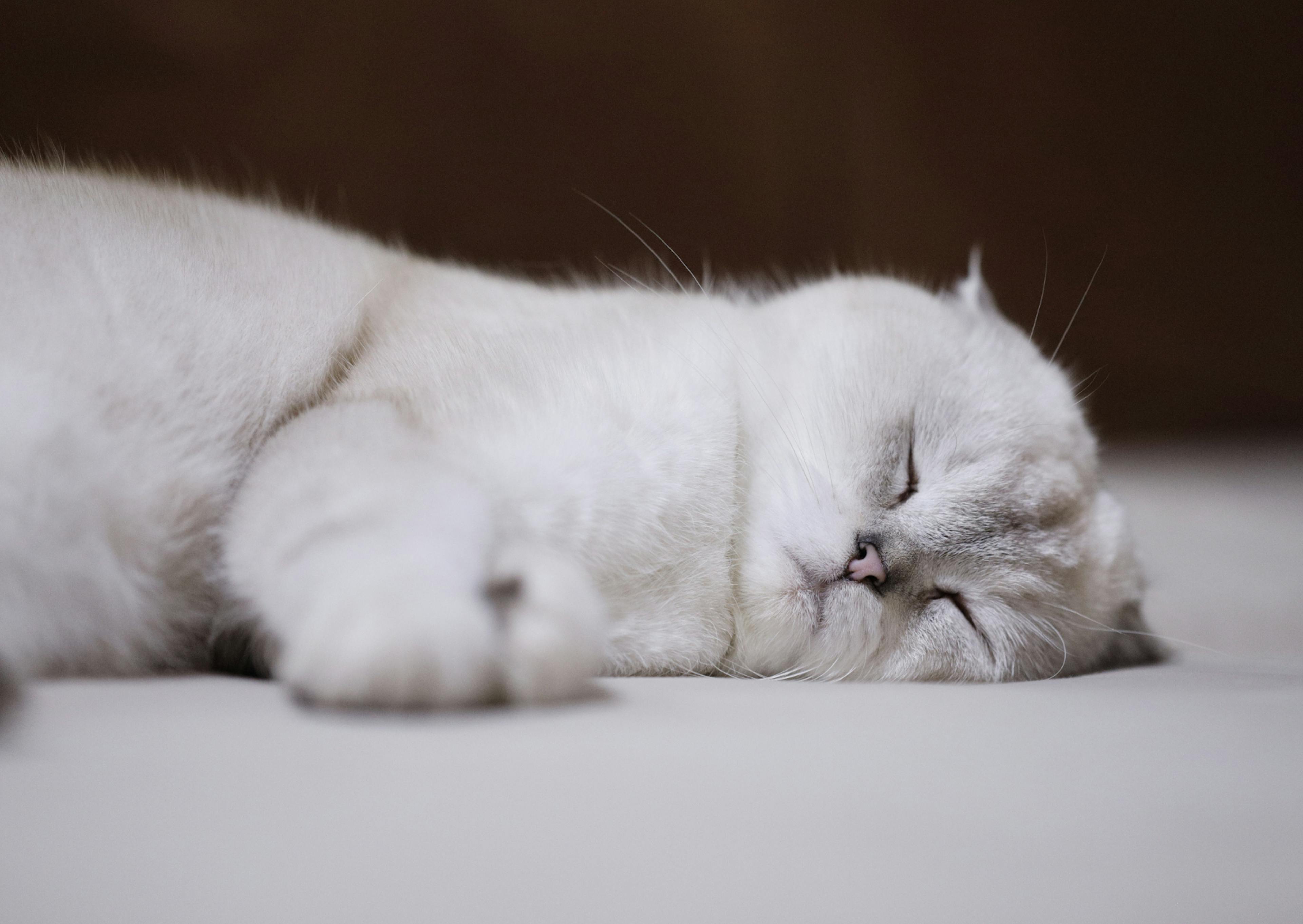 Scottish Fold tout blanc couché sur le flan, il dort paisiblement