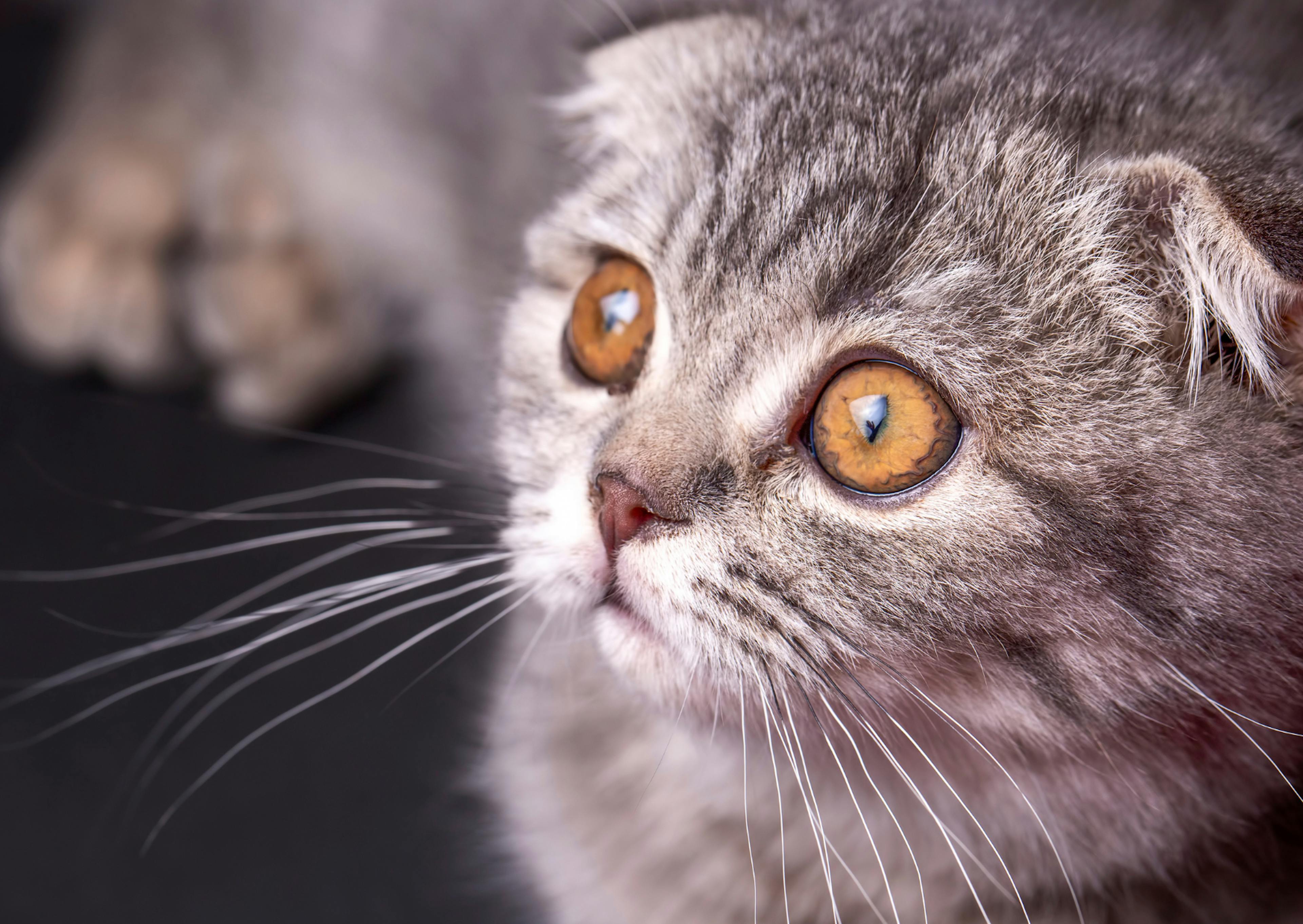 Scottish Fold qui regarde fixement devant lui 