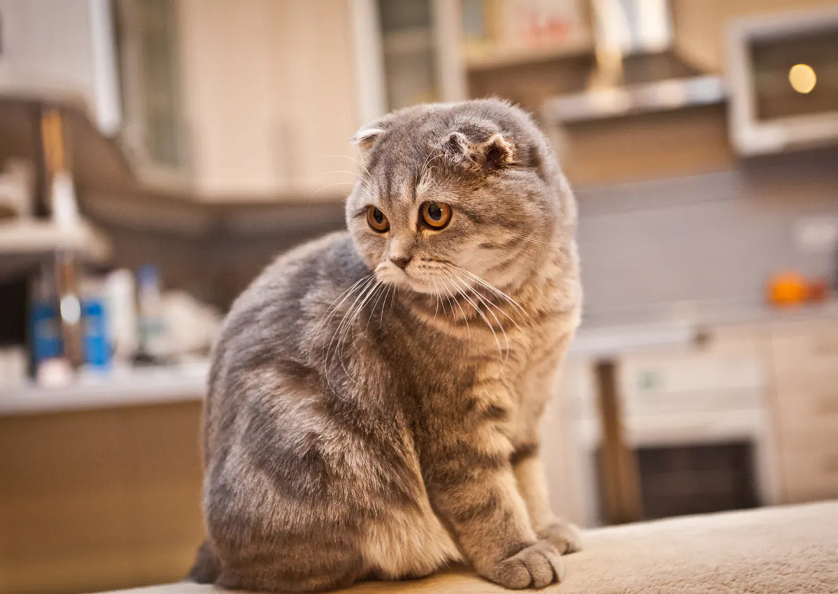 Scottish Fold assis sur un plan de travail dans une cuisine, il regarde derrière lui 
