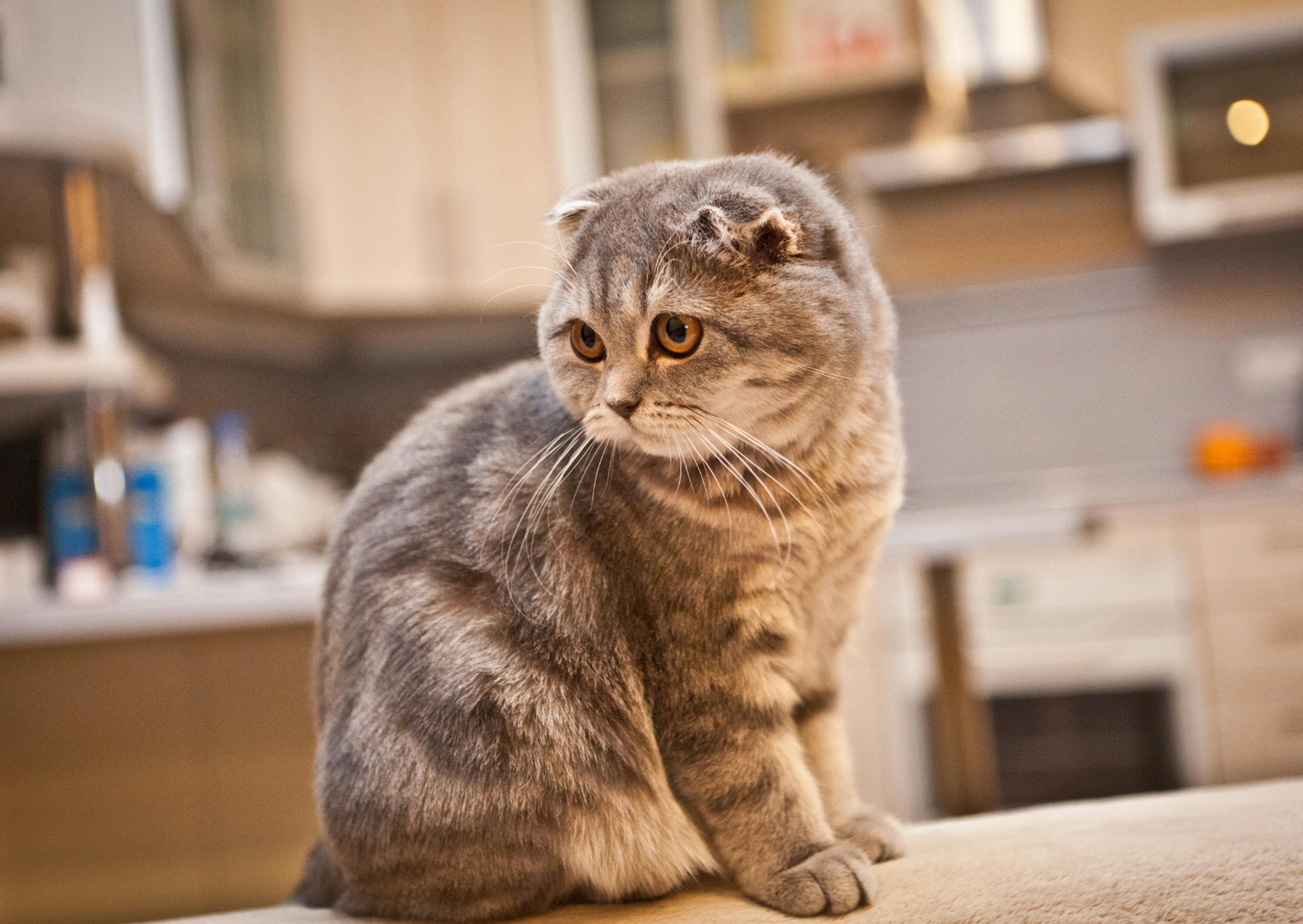 Scottish Fold assis sur un plan de travail dans une cuisine, il regarde derrière lui 