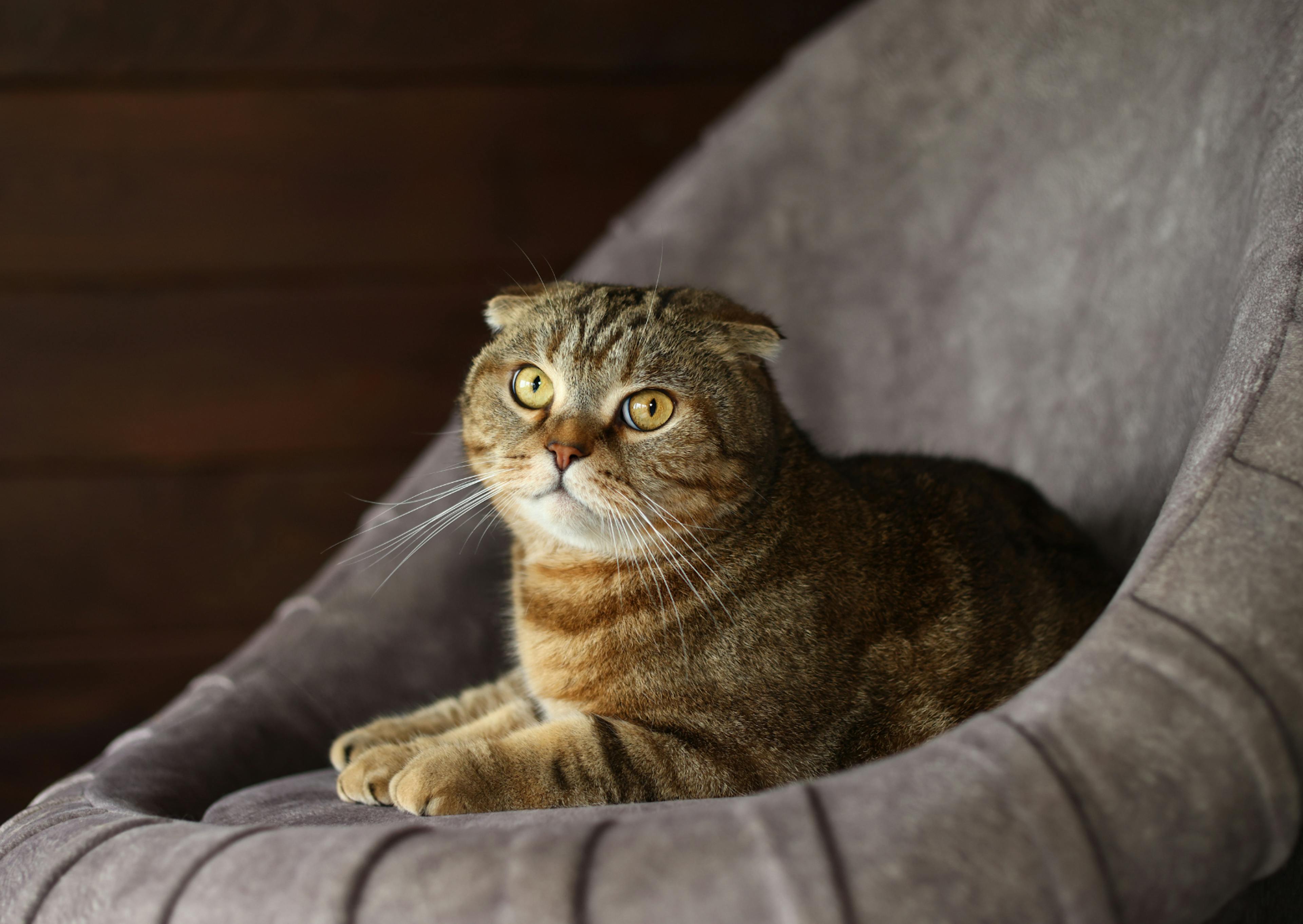 Scottish Fold couché dans un fauteuil gris