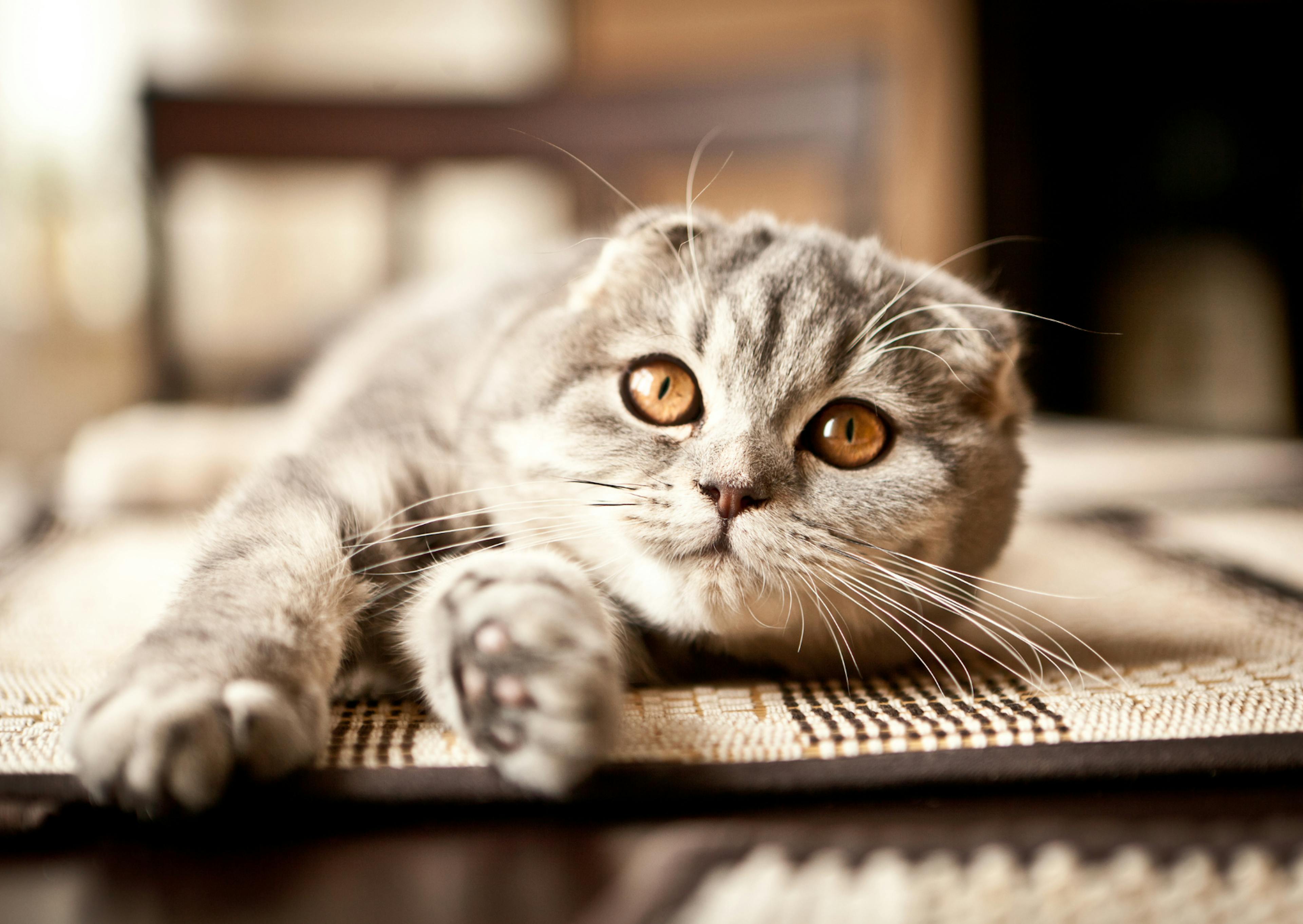 Scottish Fold couché sur un plateau sur une table, un hausse la tête et regarde devant lui 