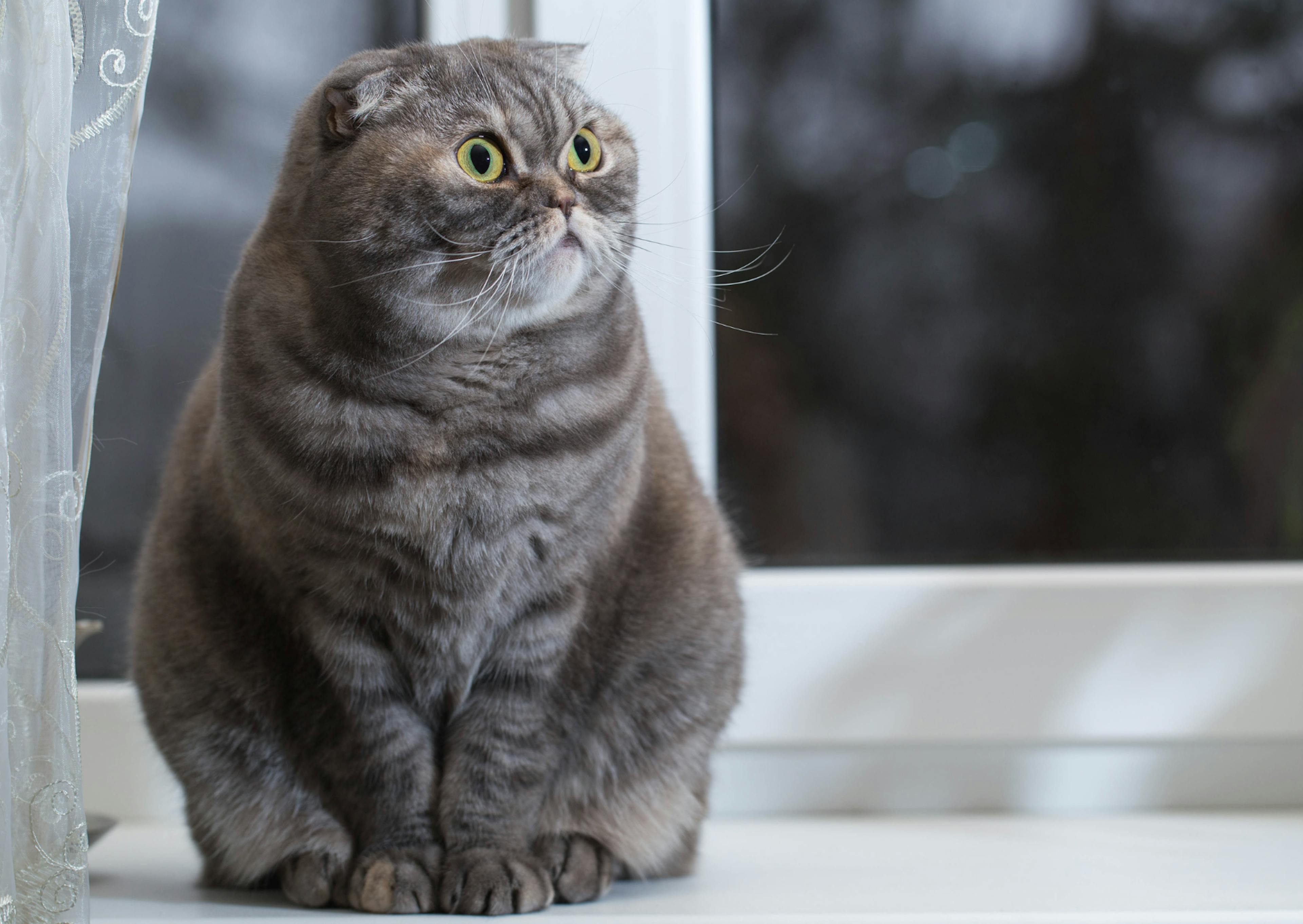 Scottish Fold gris assis dehors sur une terrasse, il regarde au loin curieusement