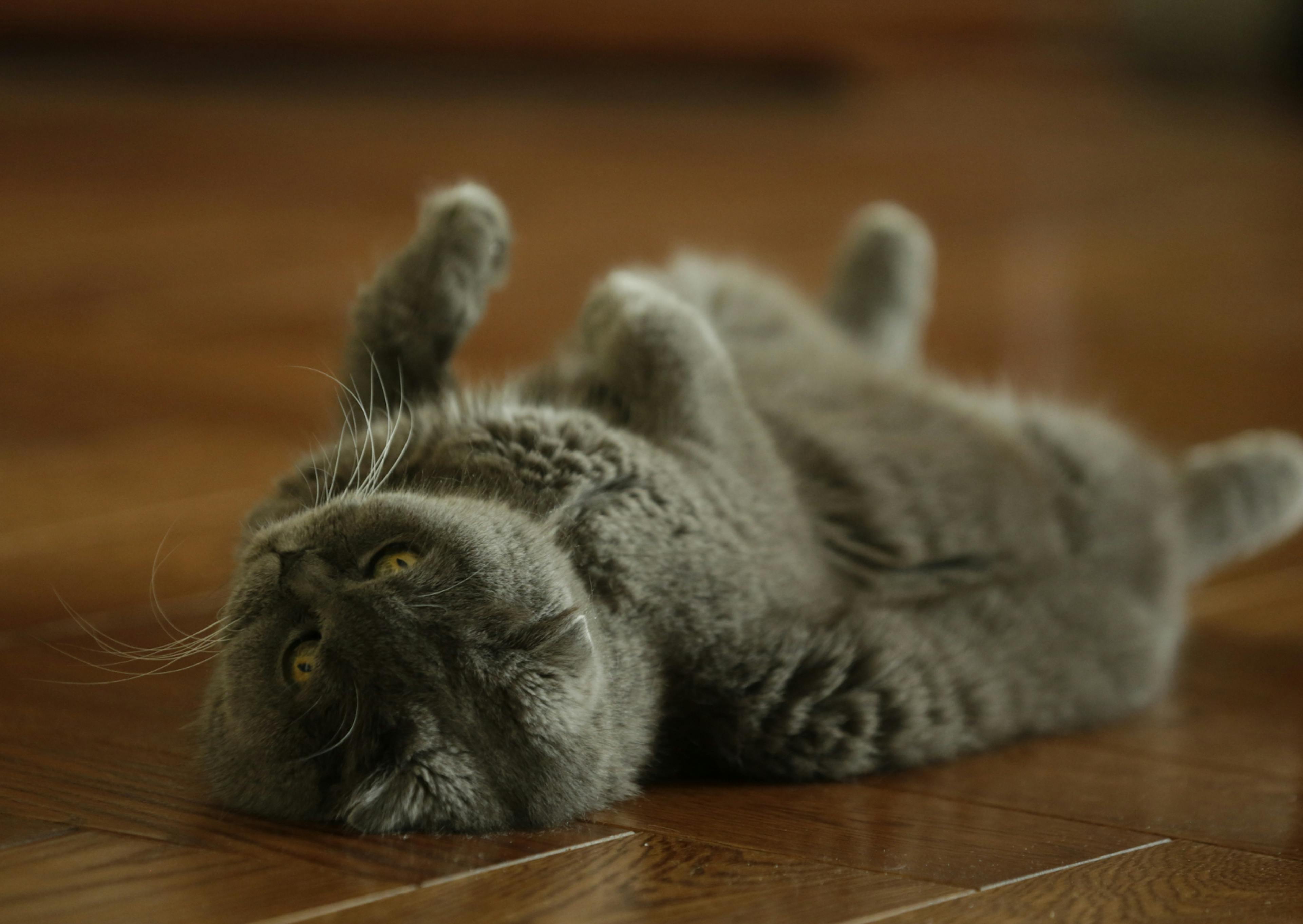 Scottish Fold allongé sur le dos sur un parquet