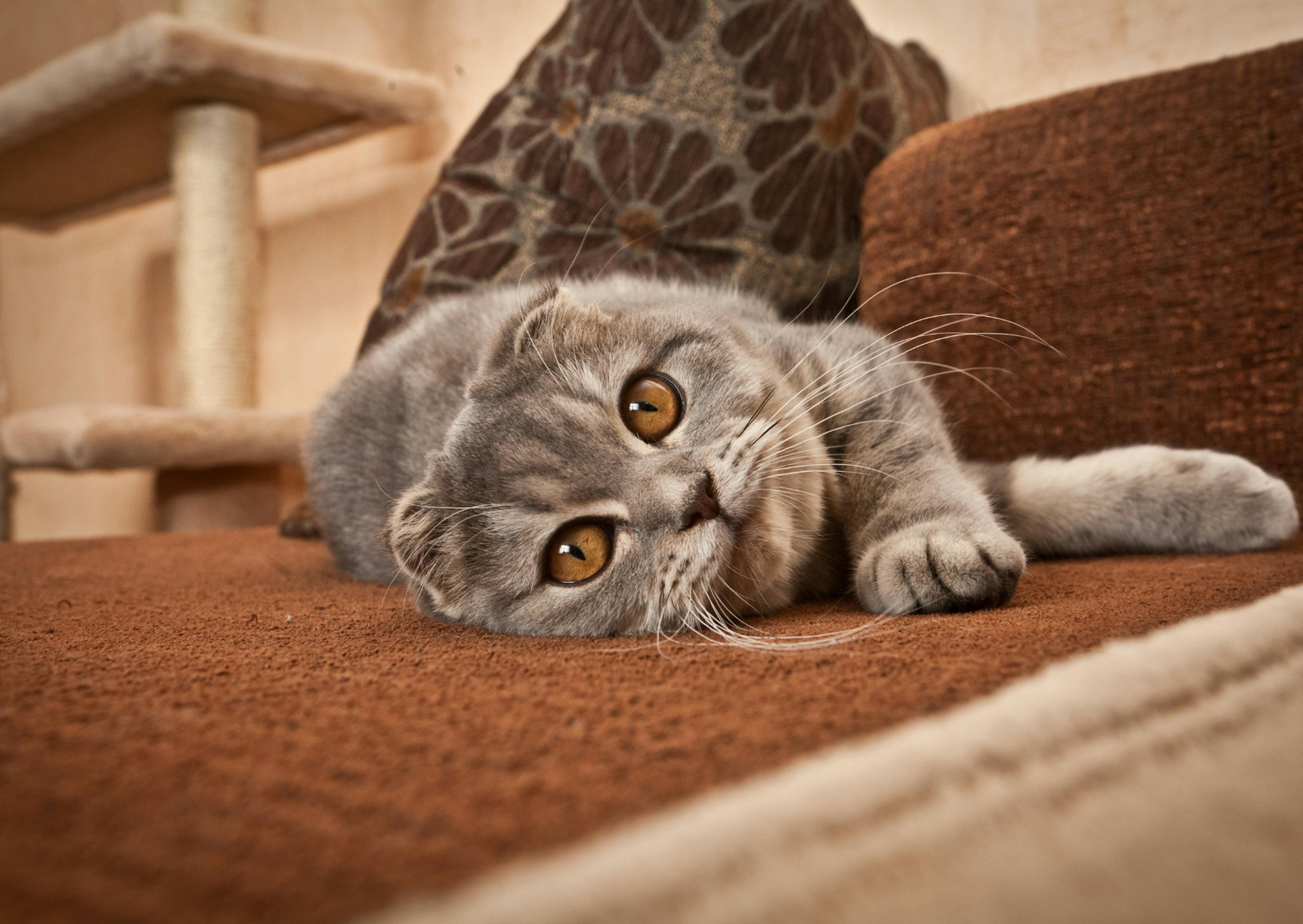 Scottish Fold allongé sur un fauteuil, il se troune et regarde l'objectif