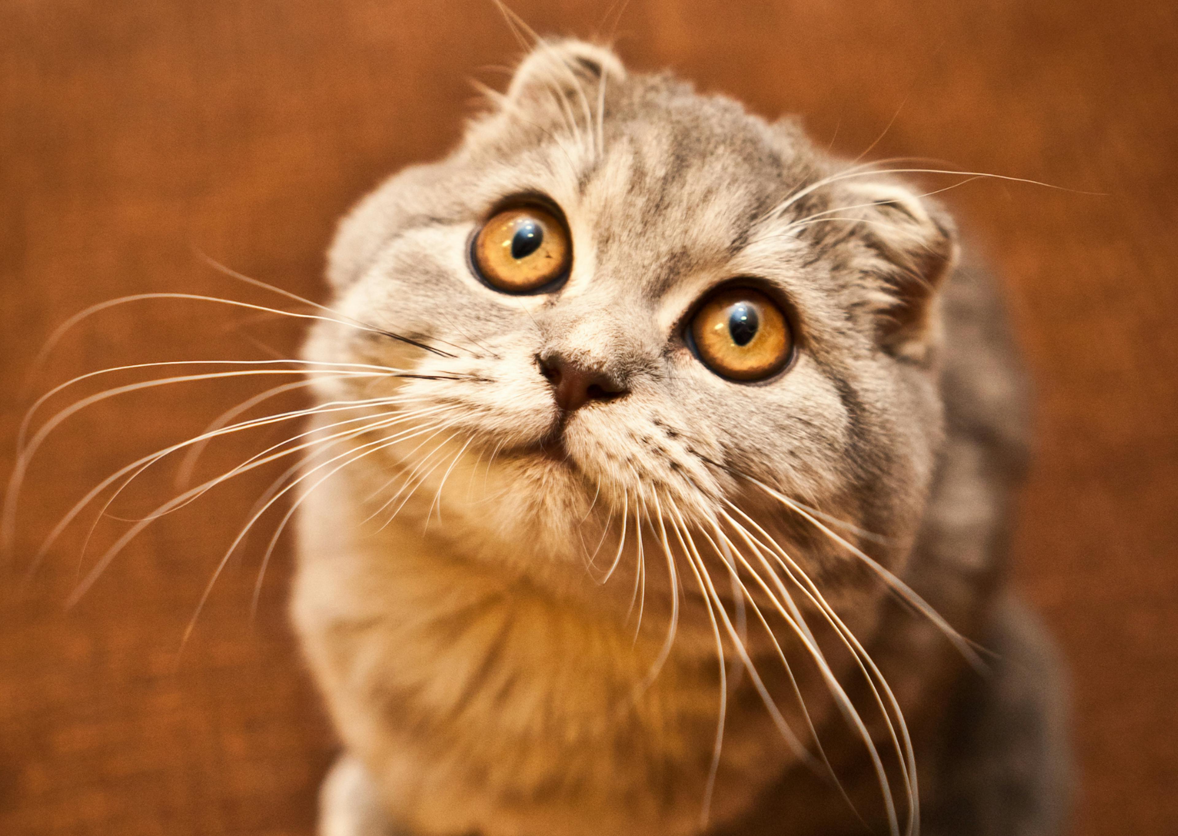 Scottish Fold assis, il regarde vers le haut