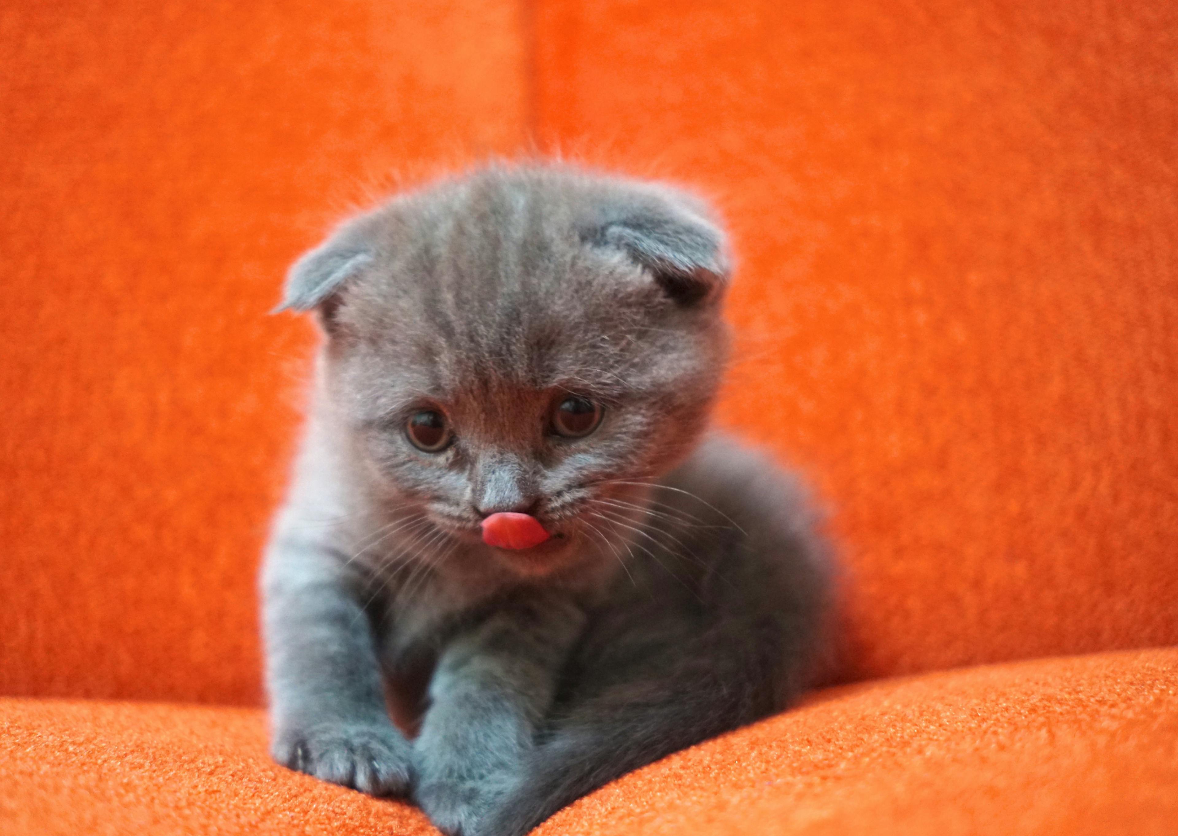 Scottish Fold châton, il est assis sur un canapé ornage, il se lèche les moustaches