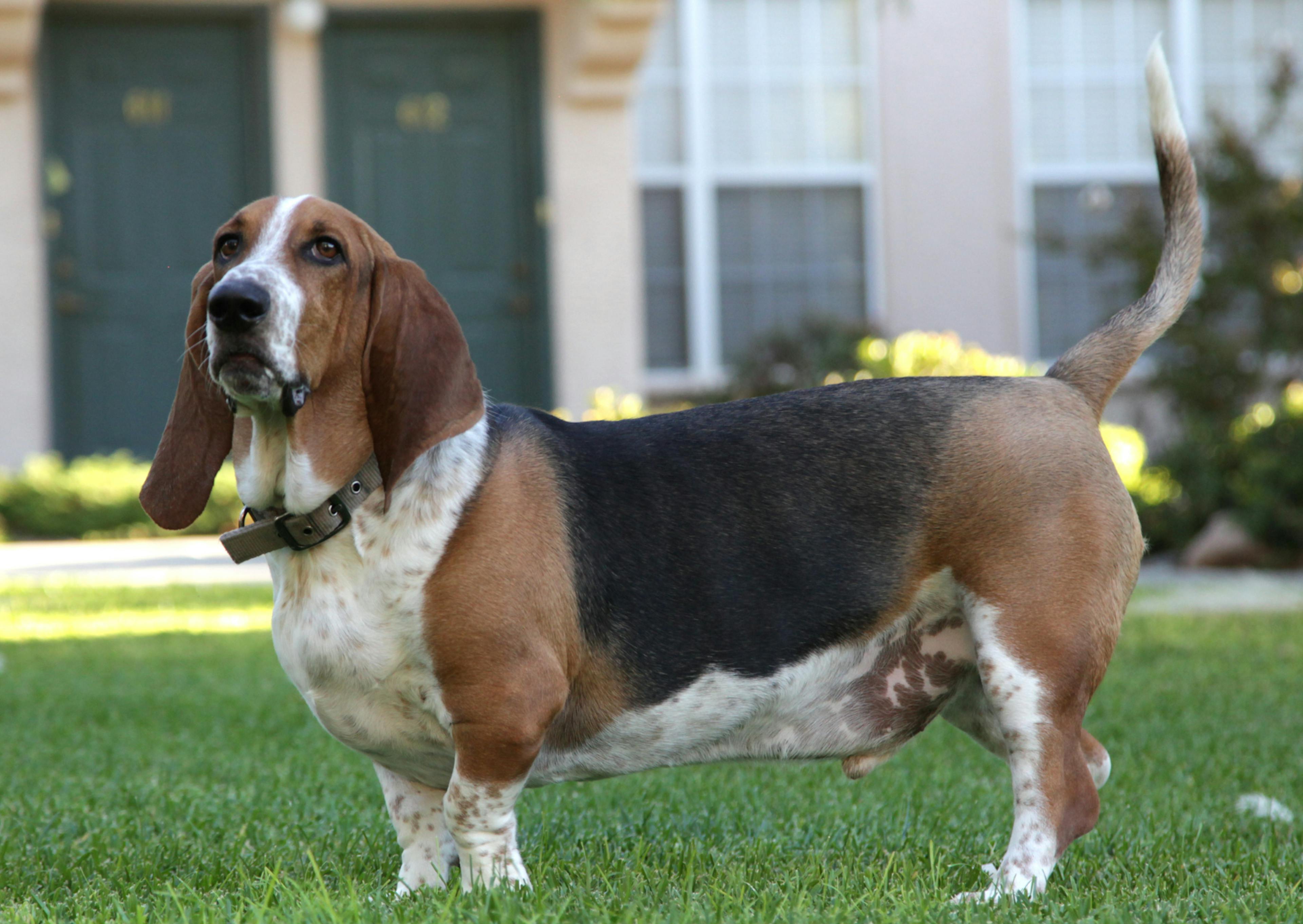 Basset Hound debout dans une étendue d'herbe, il regarde au loin