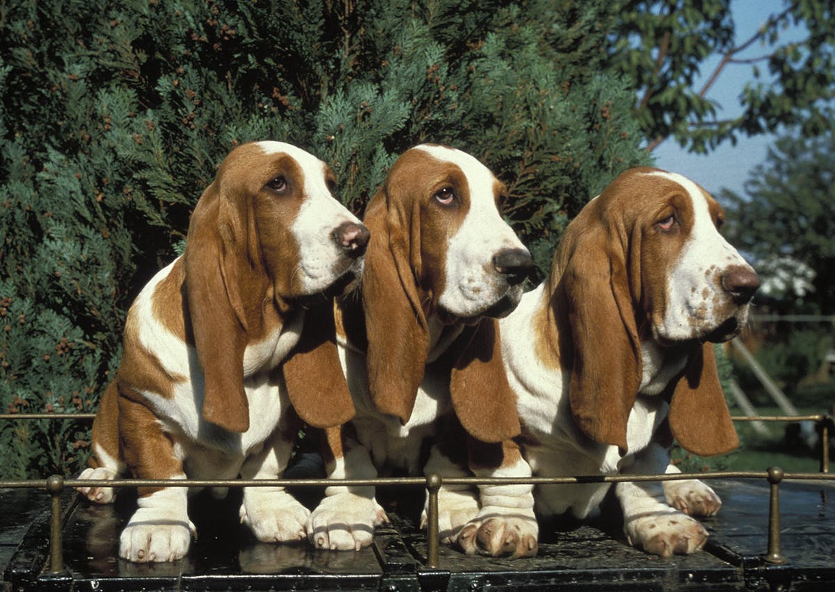3 Basset Hound assis sur un petit pont, il regardent au loin