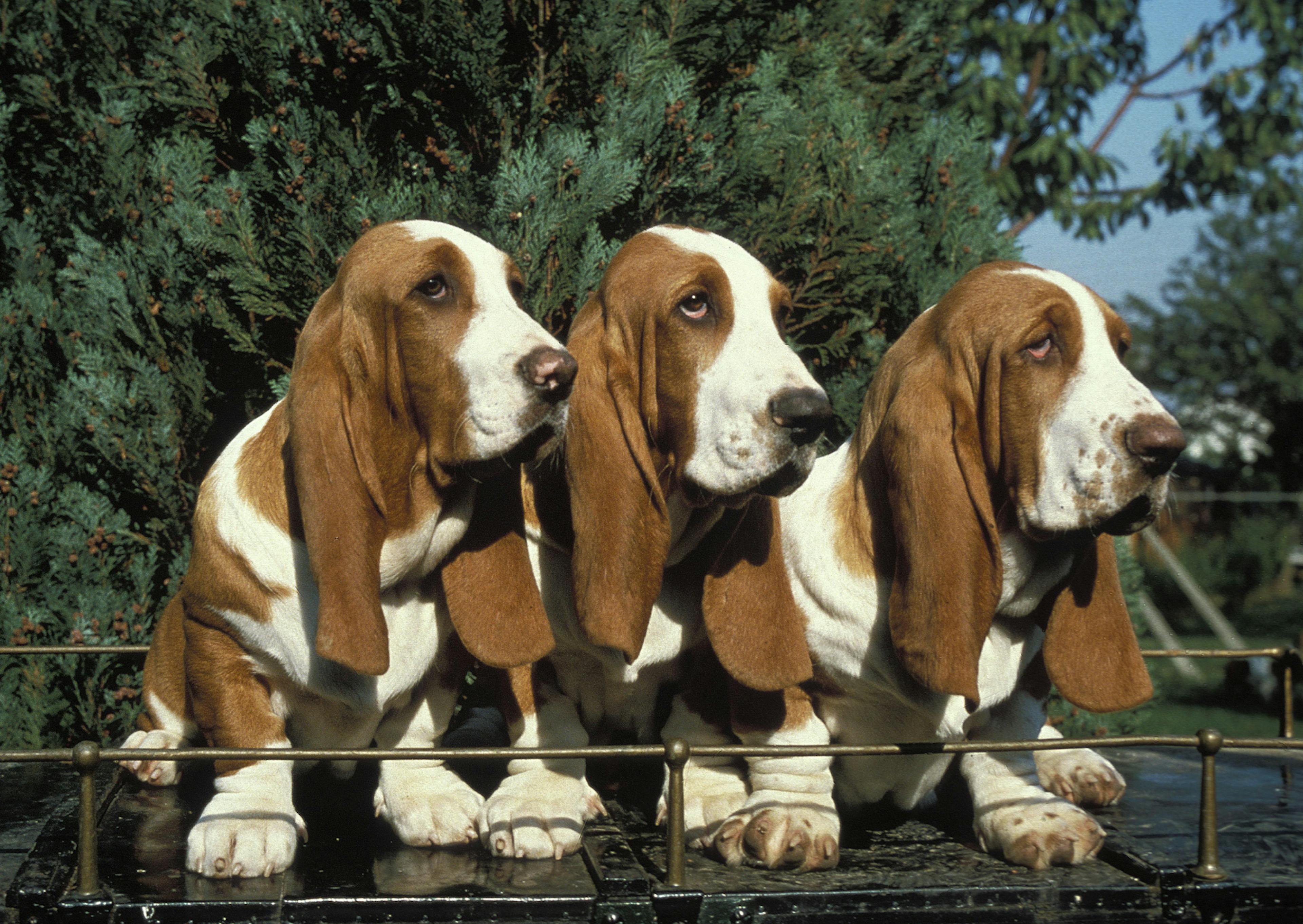 3 Basset Hound  assis sur un petit pont, il regardent au loin