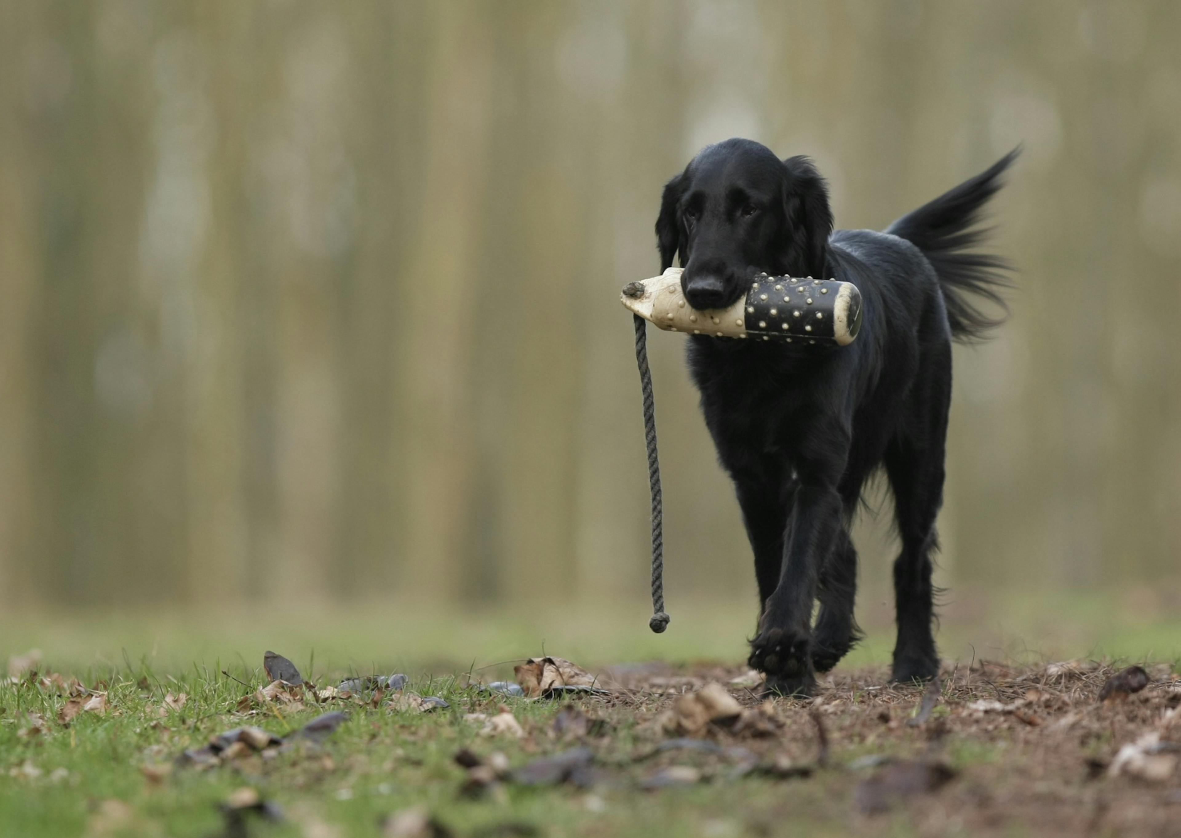 Chien de chasse qui tient un objet dans sa gueule, il marche sur un sol en terre