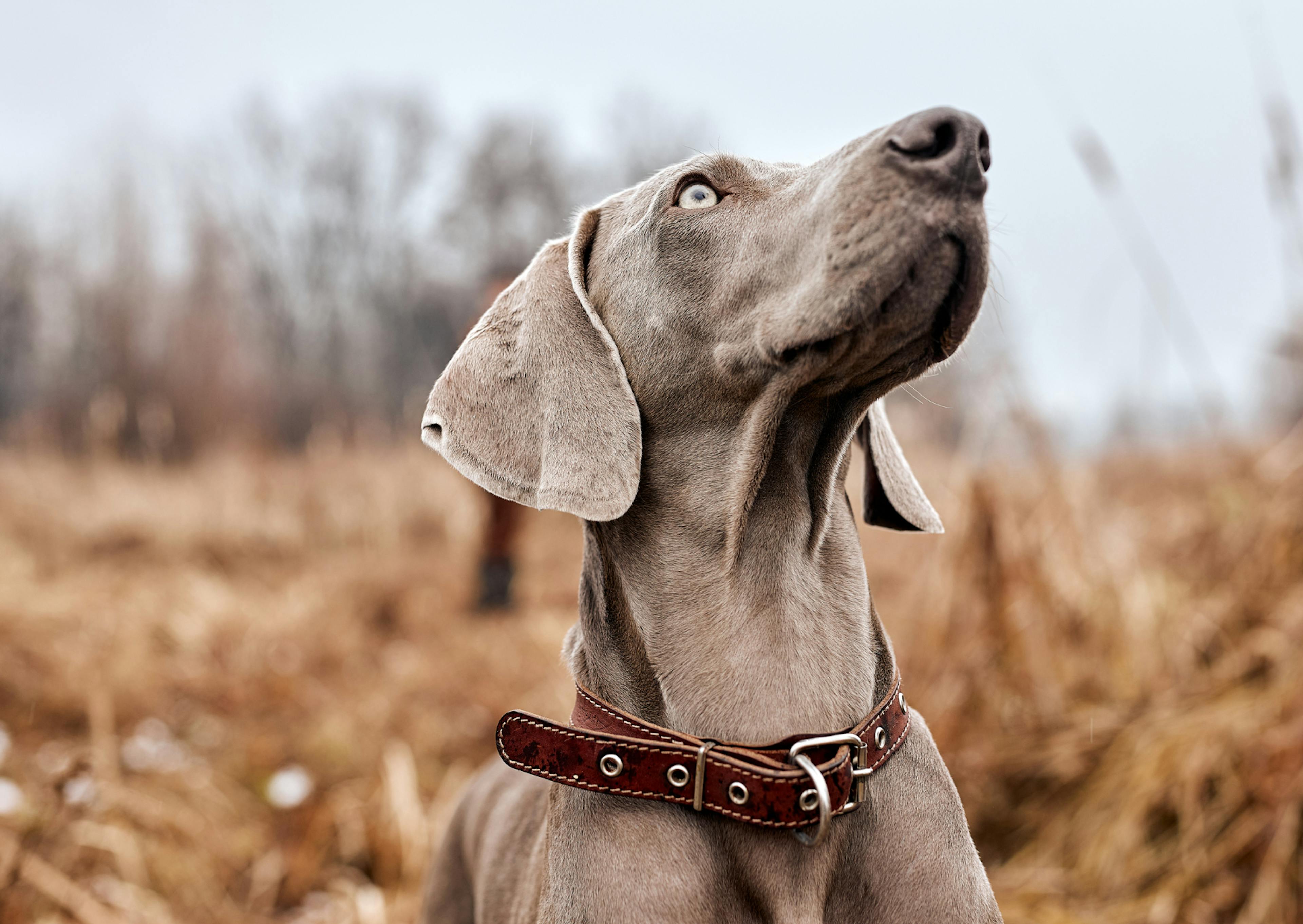 Chien de chasse qui regarde vers le haut, il est dans un champs