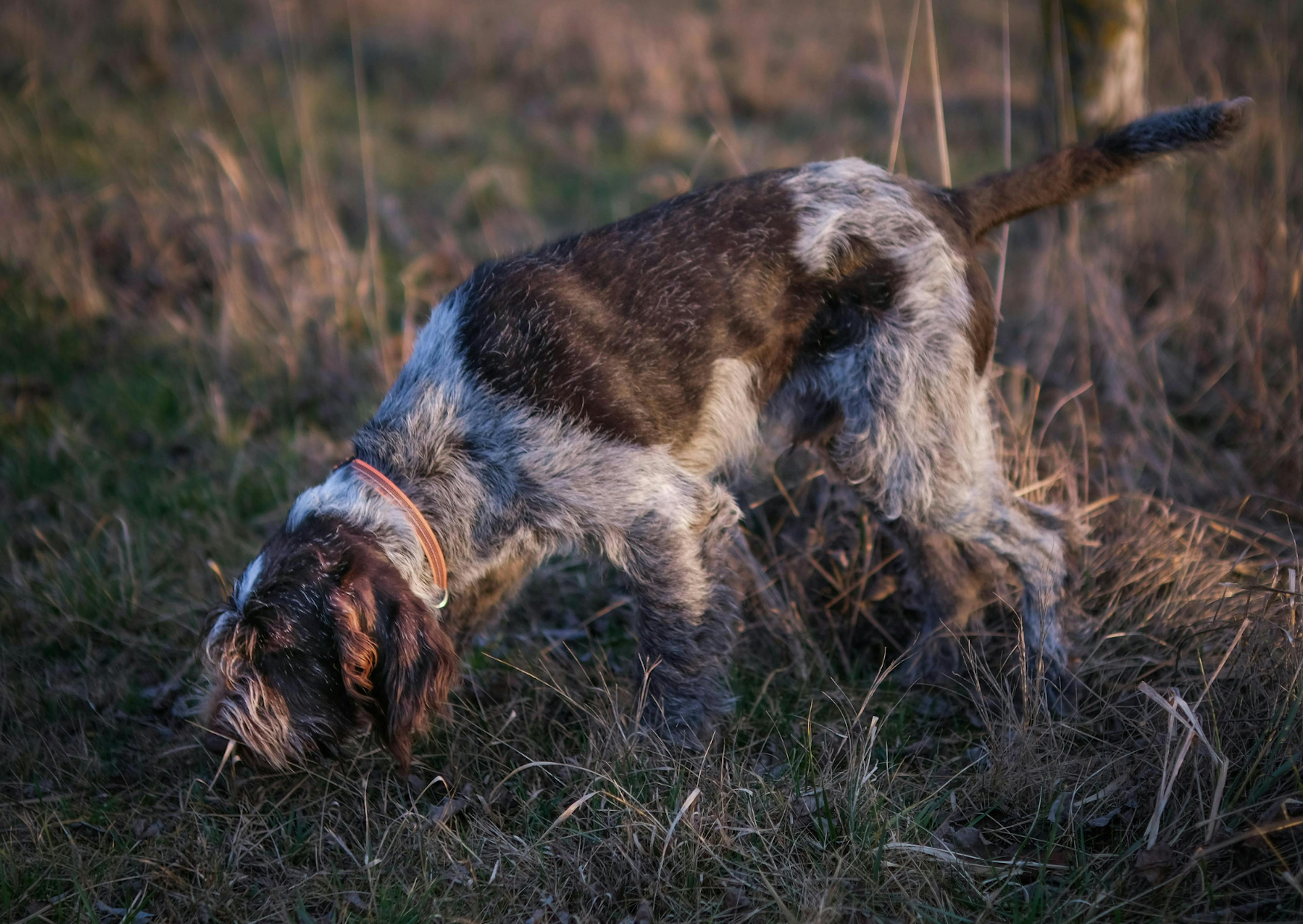 Chien de chasse qui renifle dans un champs