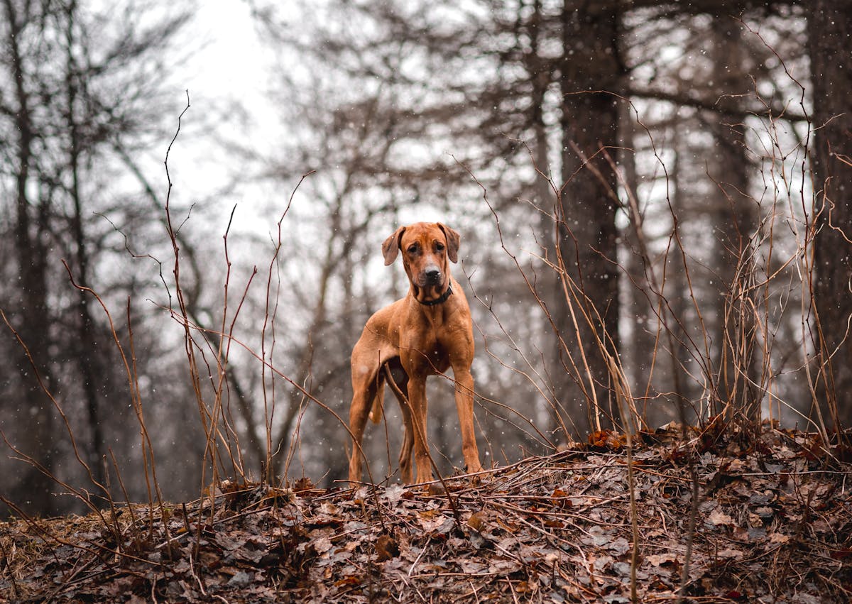 Chien de chasse qui est debout sur un sol en terre, il regarde au loin, il y a une forêt derrière lui