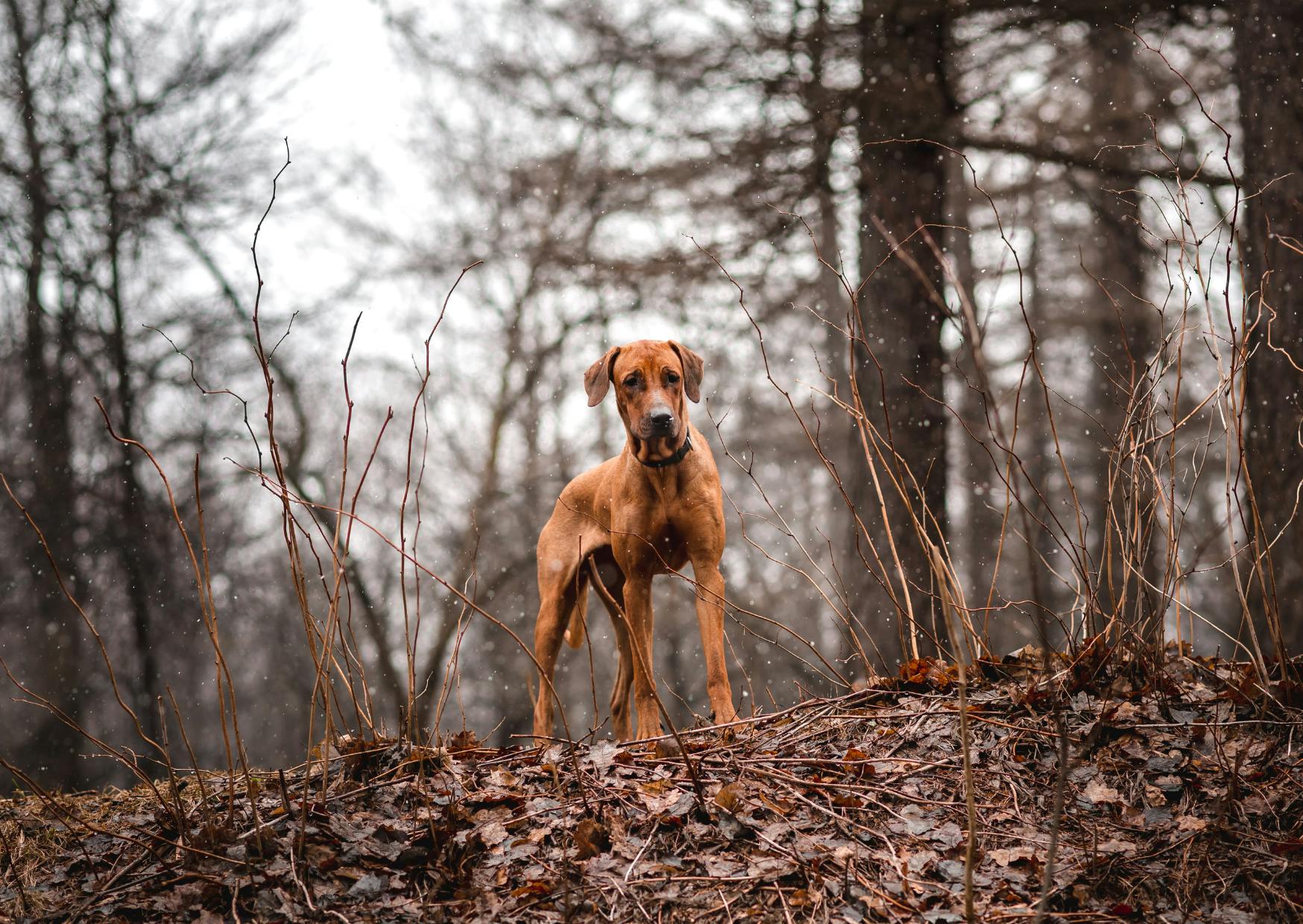 Chien de chasse qui est debout sur un sol en terre, il regarde au loin, il y a une forêt derrière lui