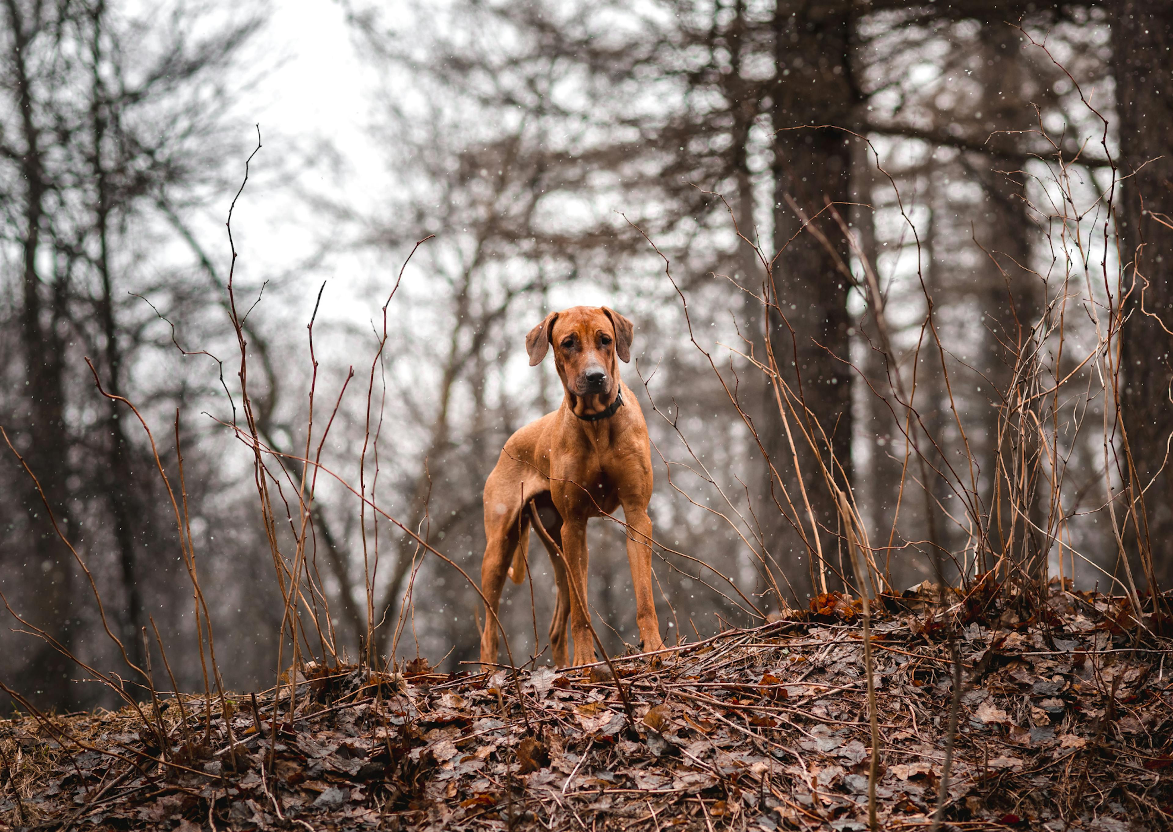 Chien de chasse qui est debout sur un sol en terre, il regarde au loin, il y a une forêt derrière lui 