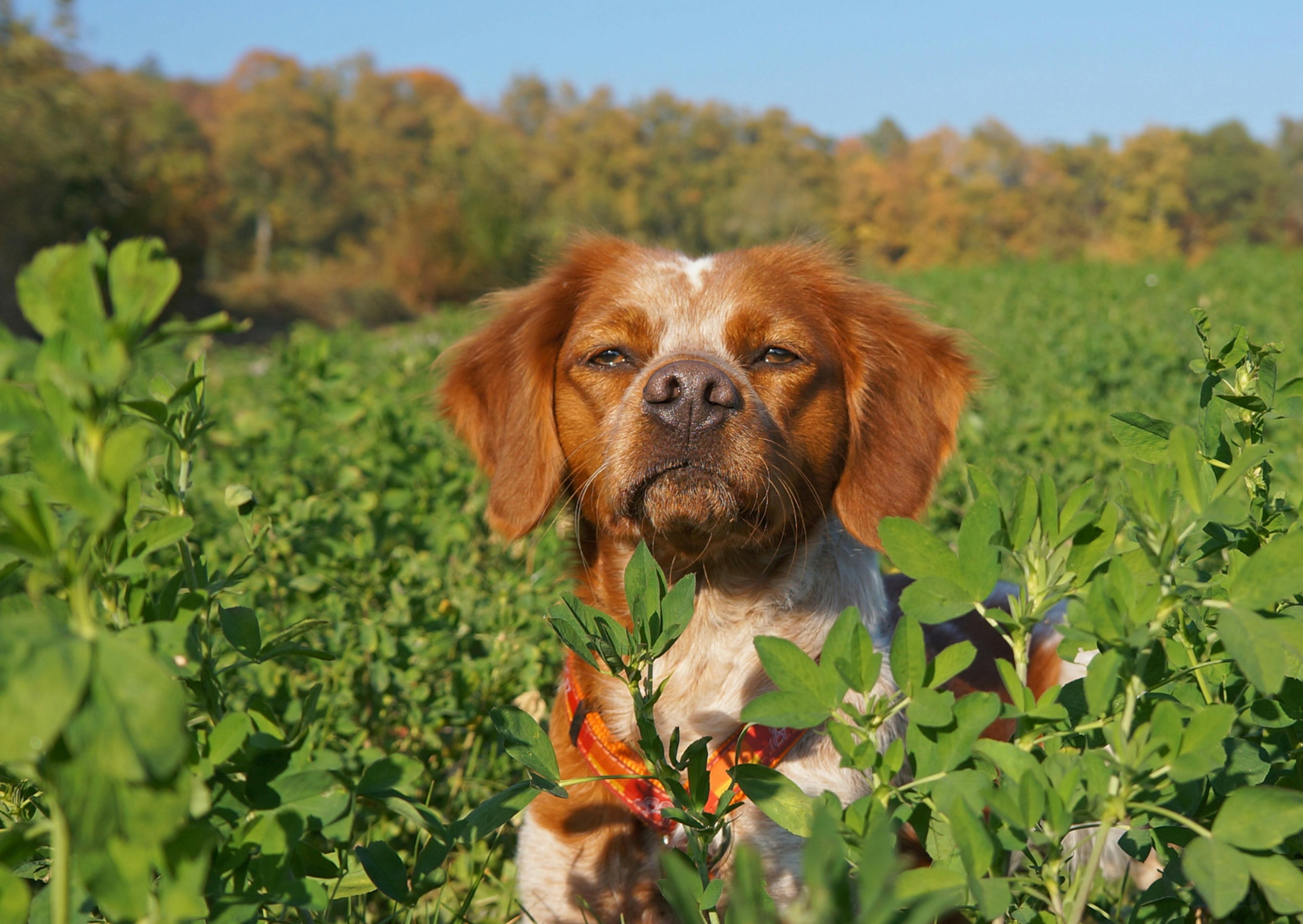 Chien de chasse qui lève la tête d'un grand champs d'herbes vertes