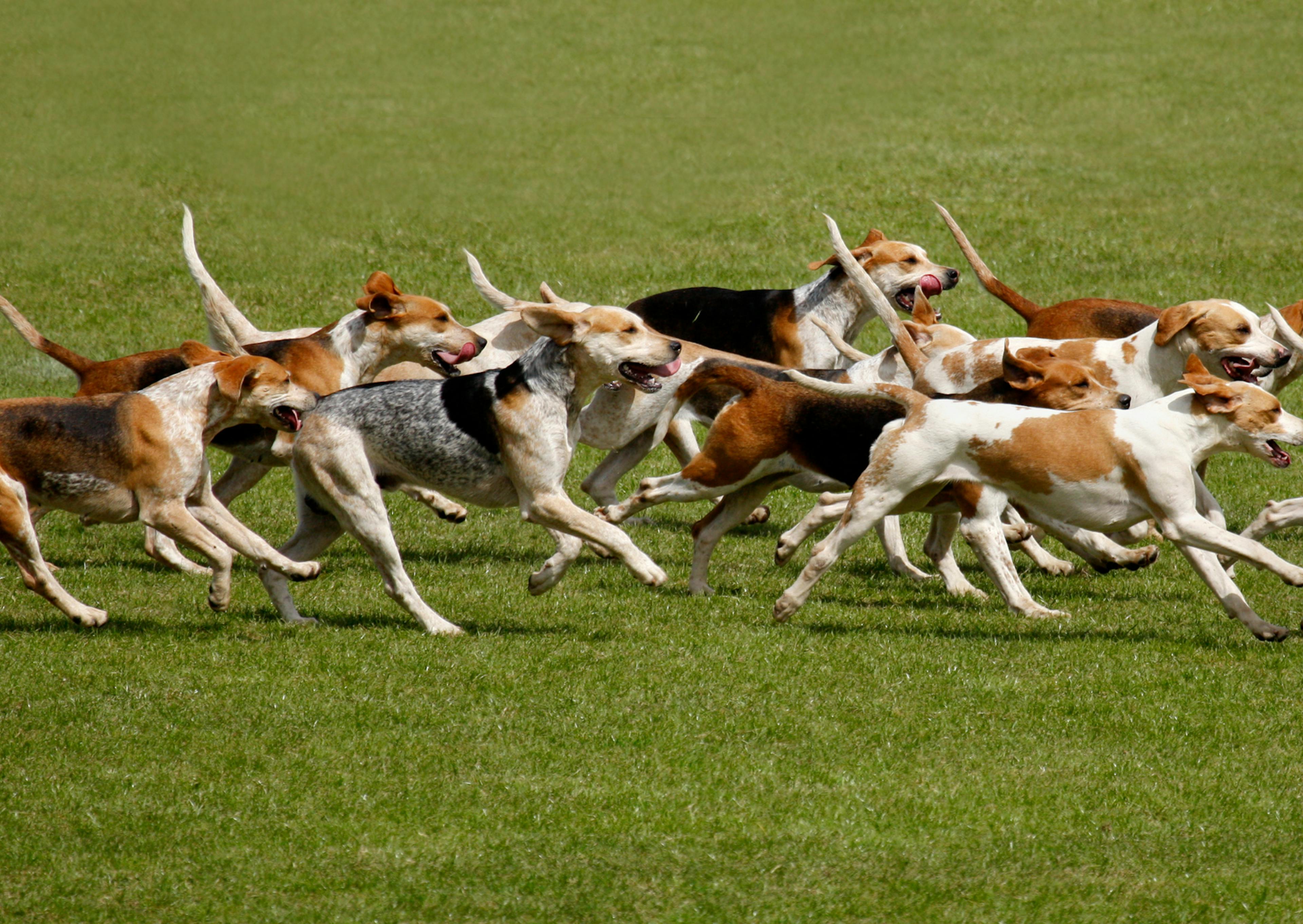 une dizaine de Chien de chasse courent dans une étendue d'herbe