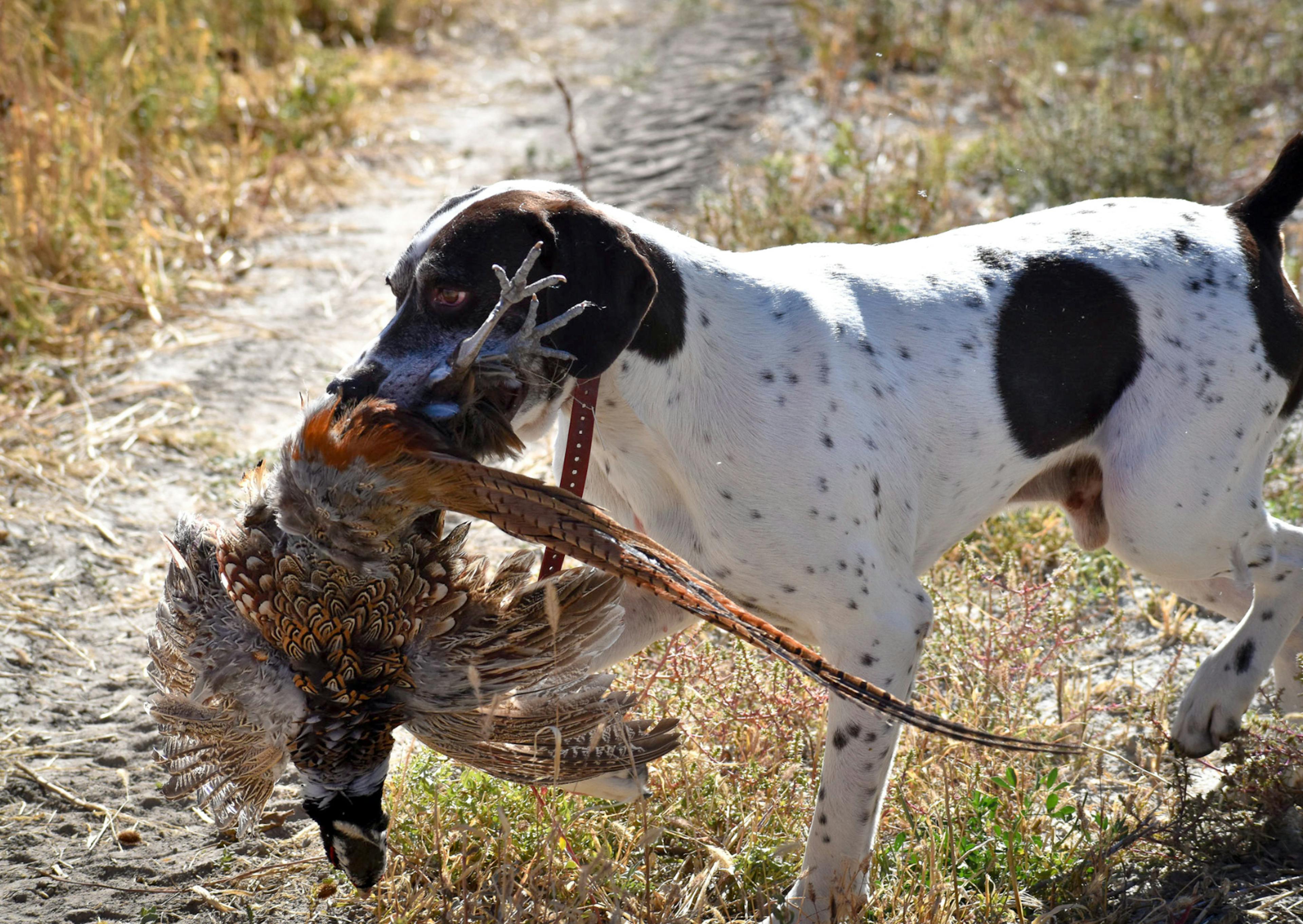 Chien de chasse qui tient un gibier dans la gueule 