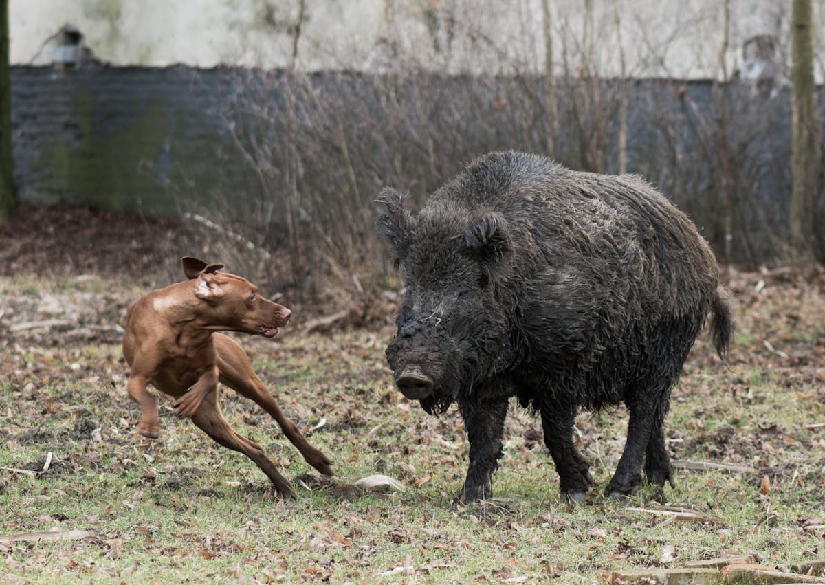 Chien de chasse qui court à côté d'un sanglier