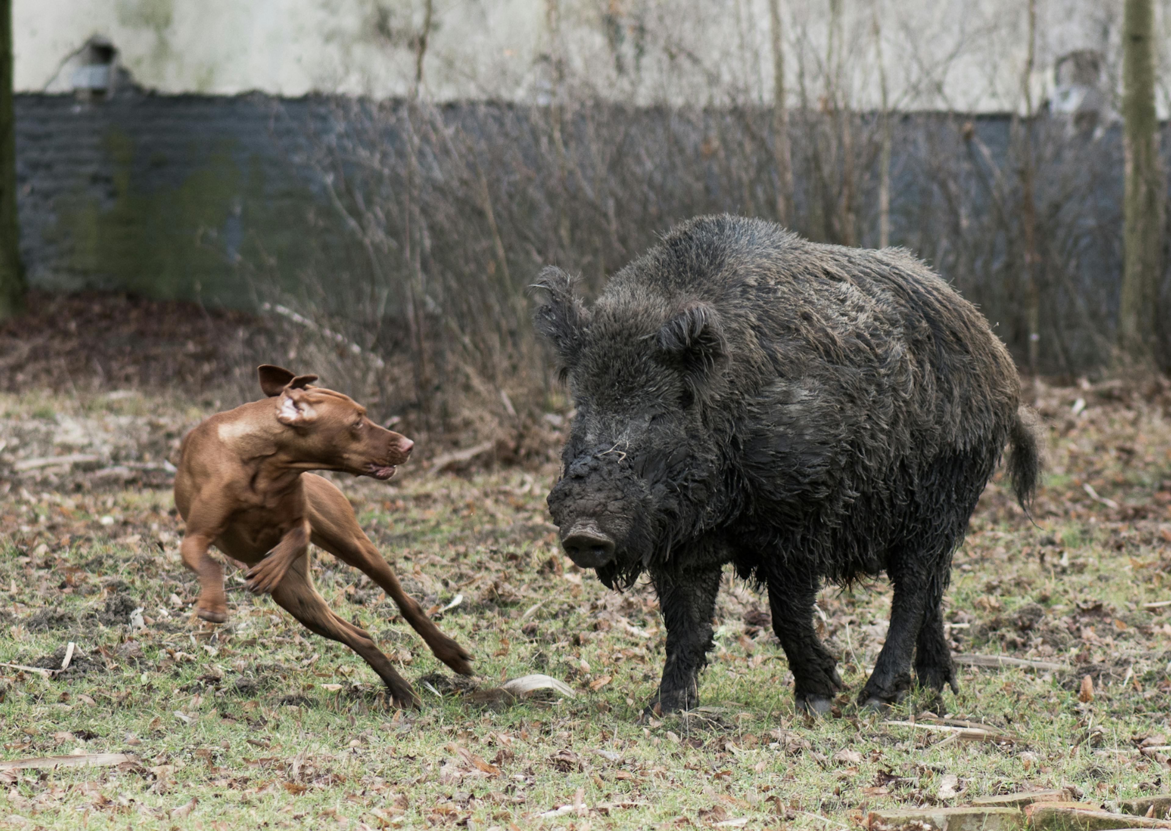 Chien de chasse qui court à côté d'un sanglier