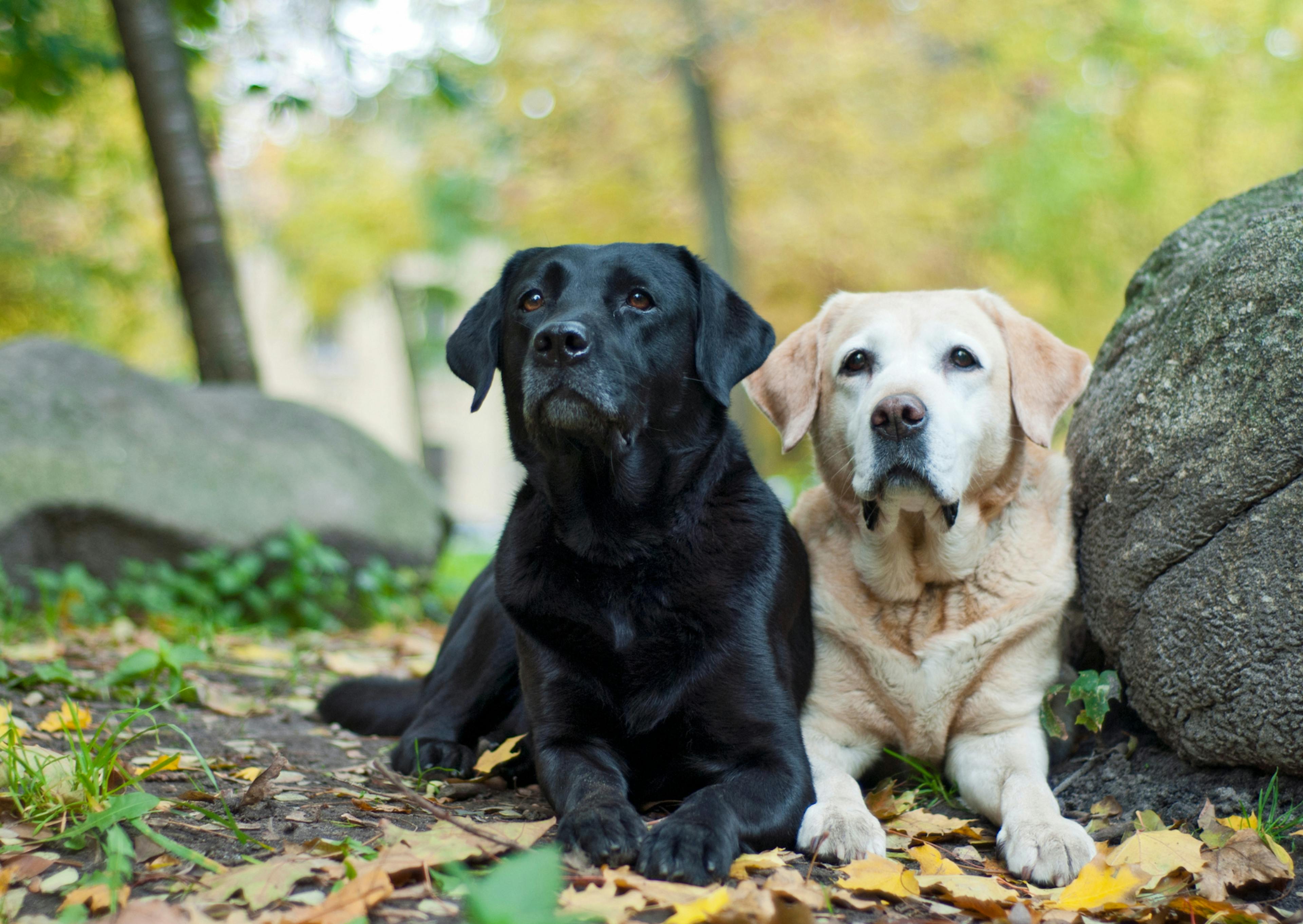 2 Labrador Retriever; l'un est sable et l'autre noir, il sont couché près d'un rocher, il regarde tous les deux l'objectif