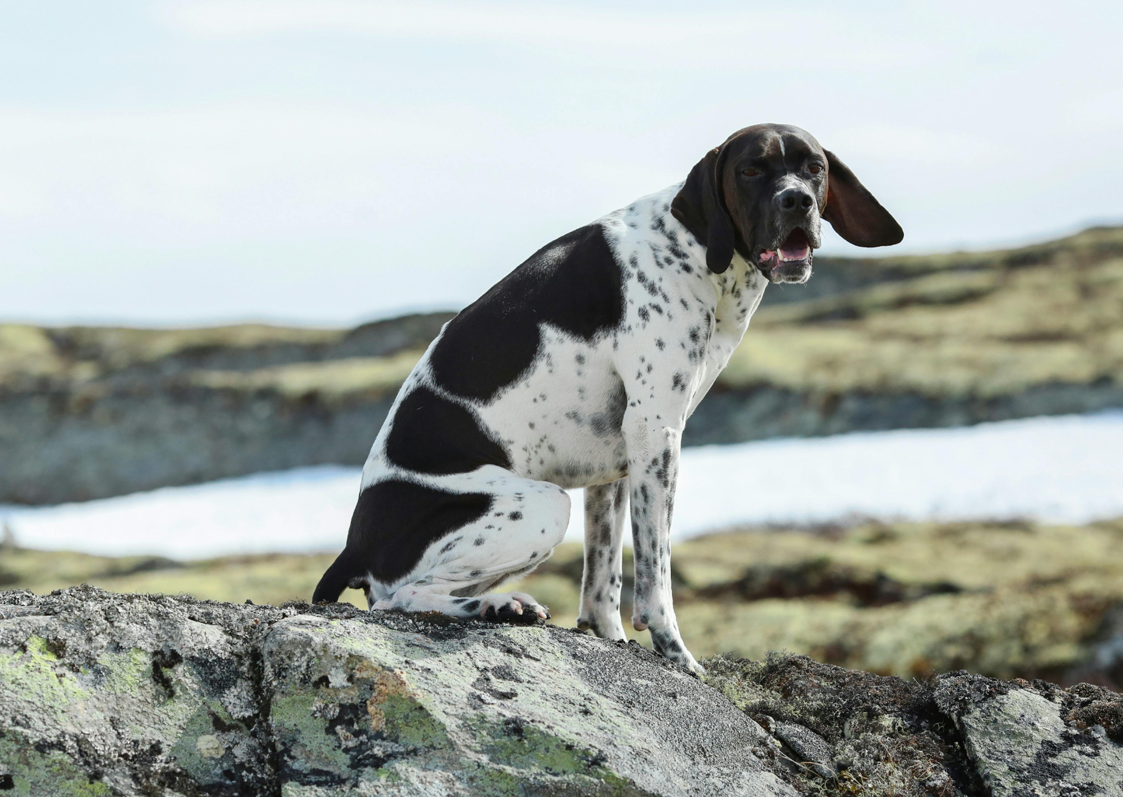 Pointer Anglais assis sur un rocher dehors , il regarde l'objectif et tire la langue