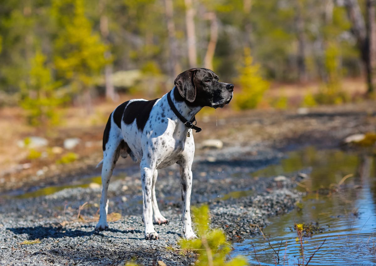 Pointer Anglais debout dehors, il regarde au loin et est près d'une source d'eau