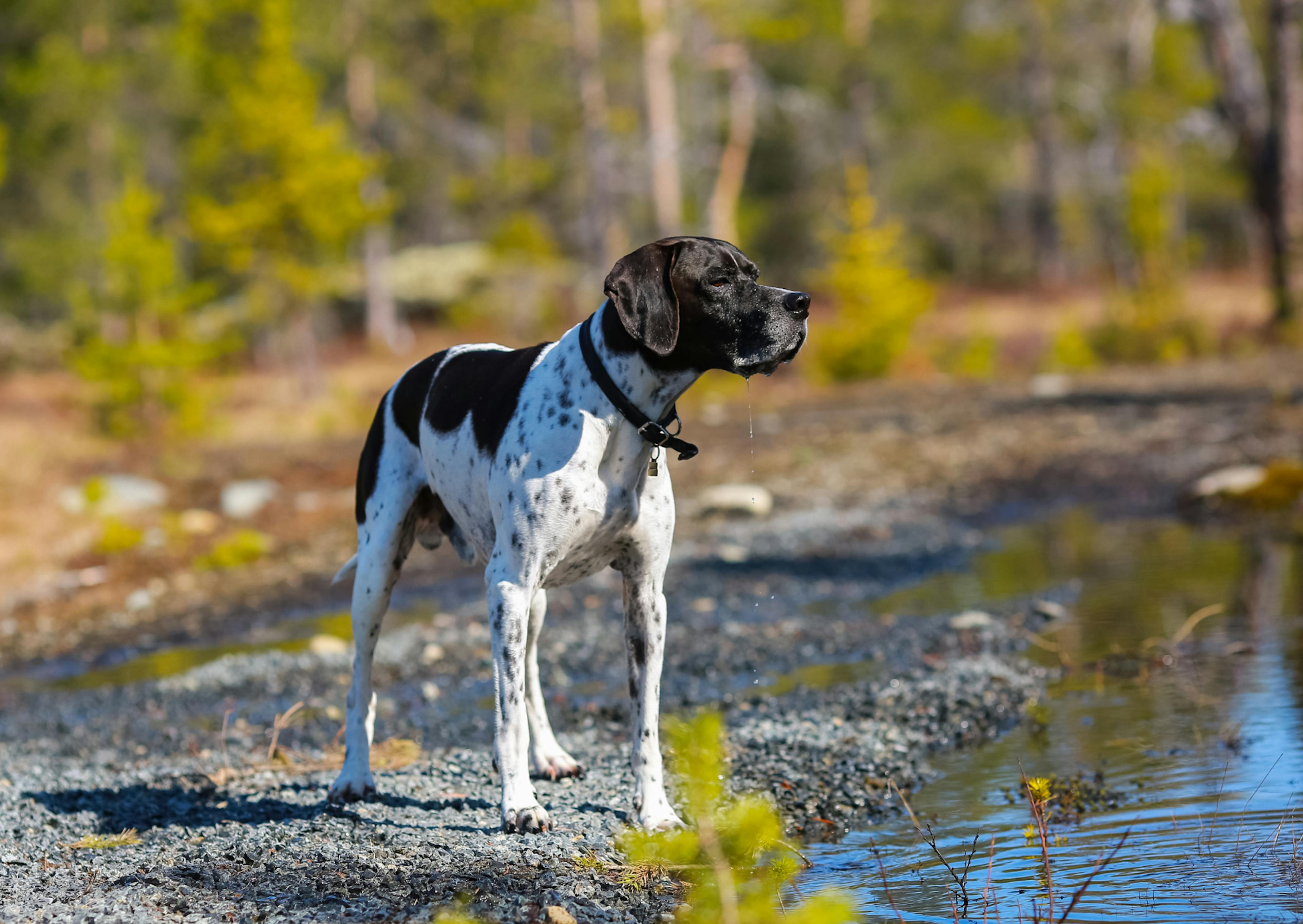 Pointer Anglais debout dehors, il regarde au loin et est près d'une source d'eau