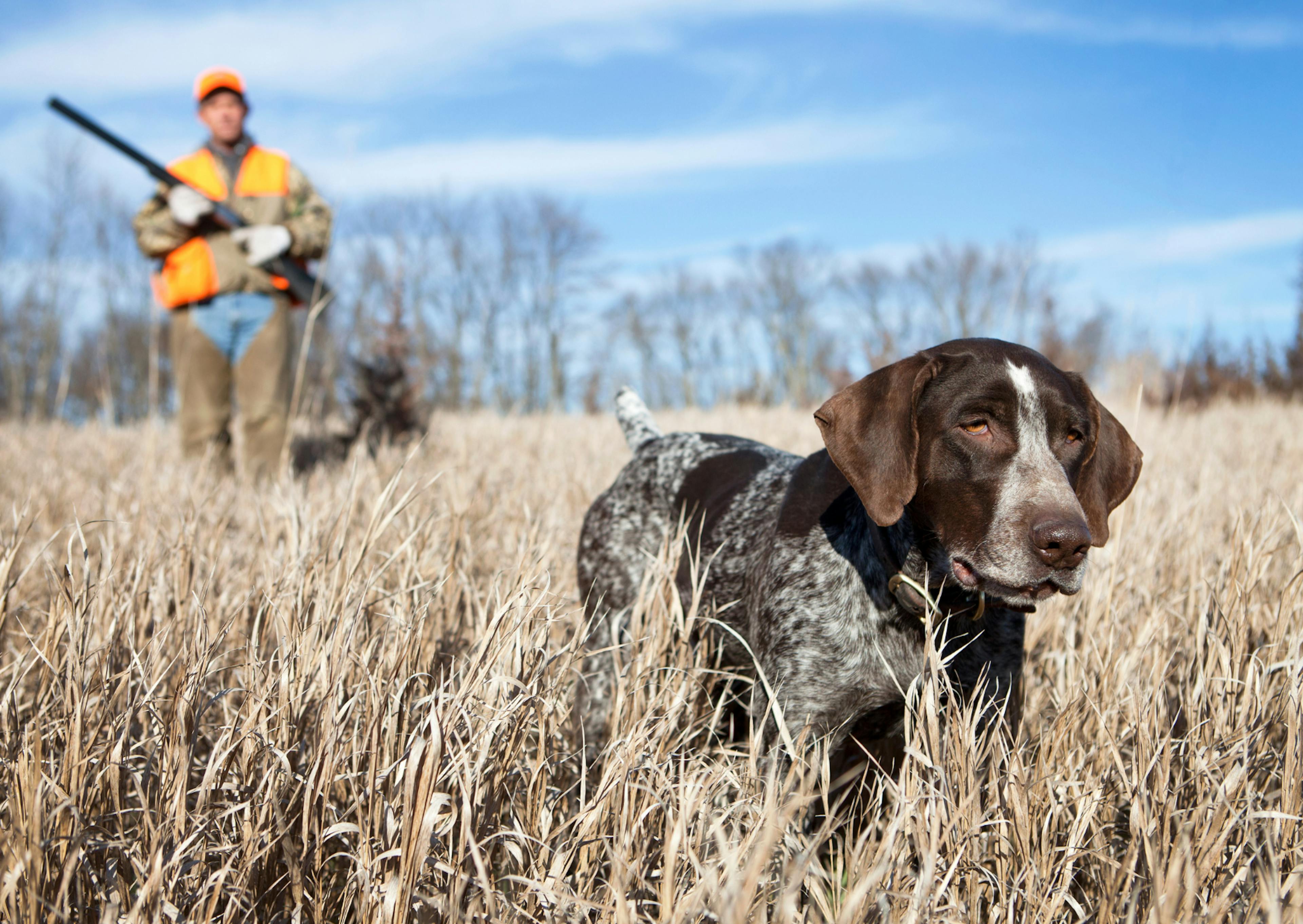 Chien de chasse avec son maître dans un champs