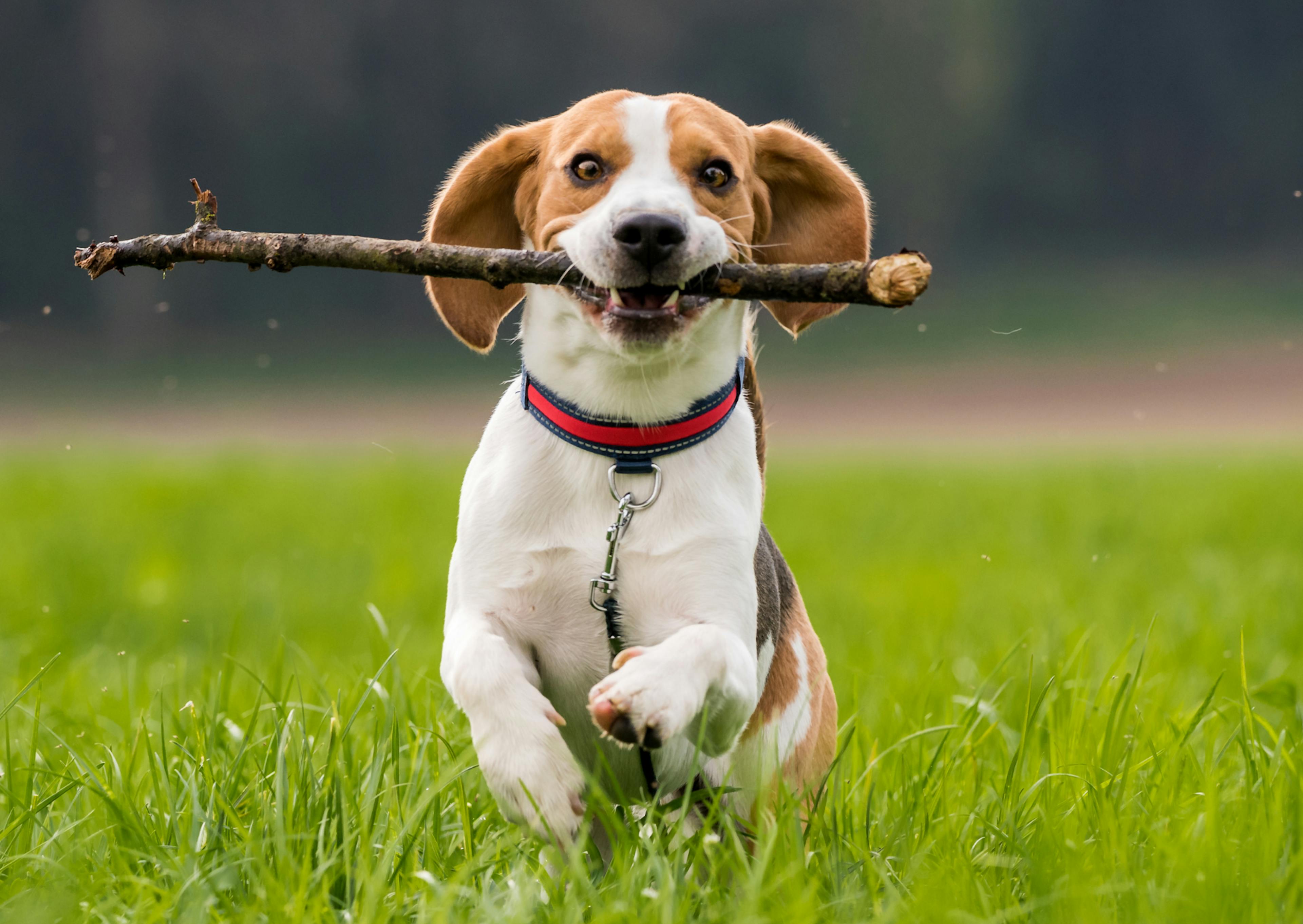 Beagle qui court avec un bâton dans la gueule