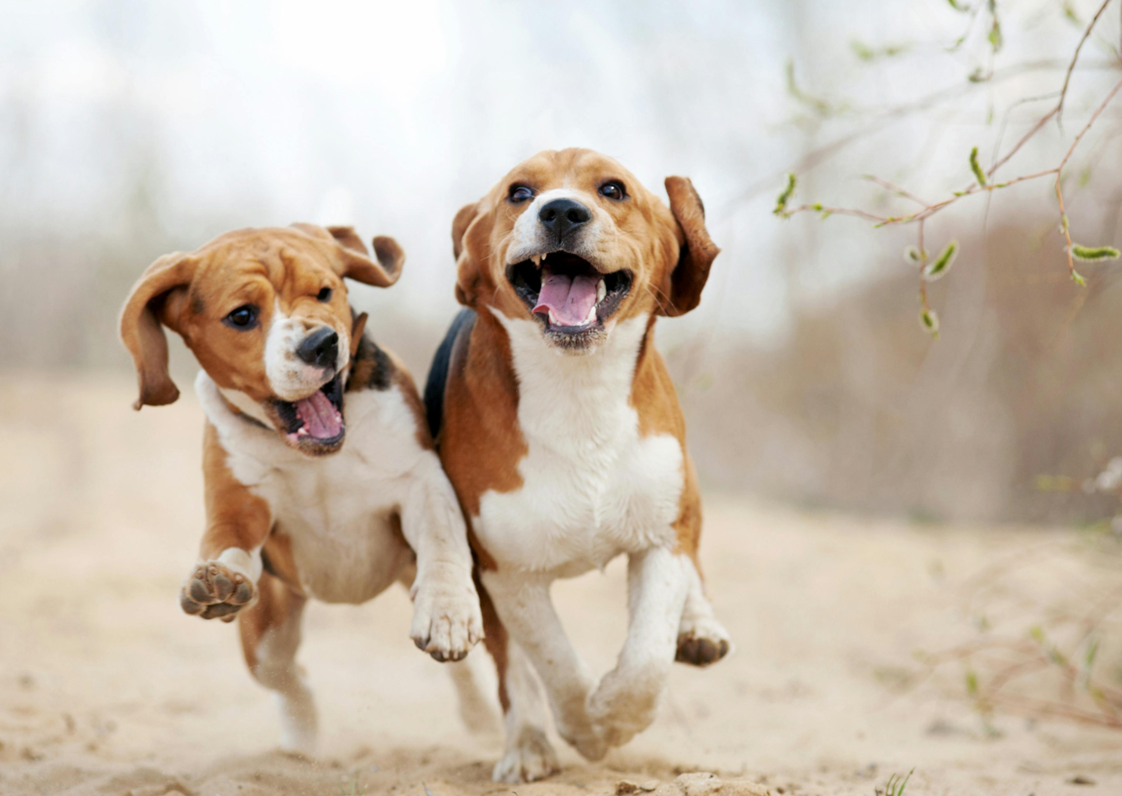 2 Beagle qui courent l'un côté de l'autre dehors sur un chemin de terre