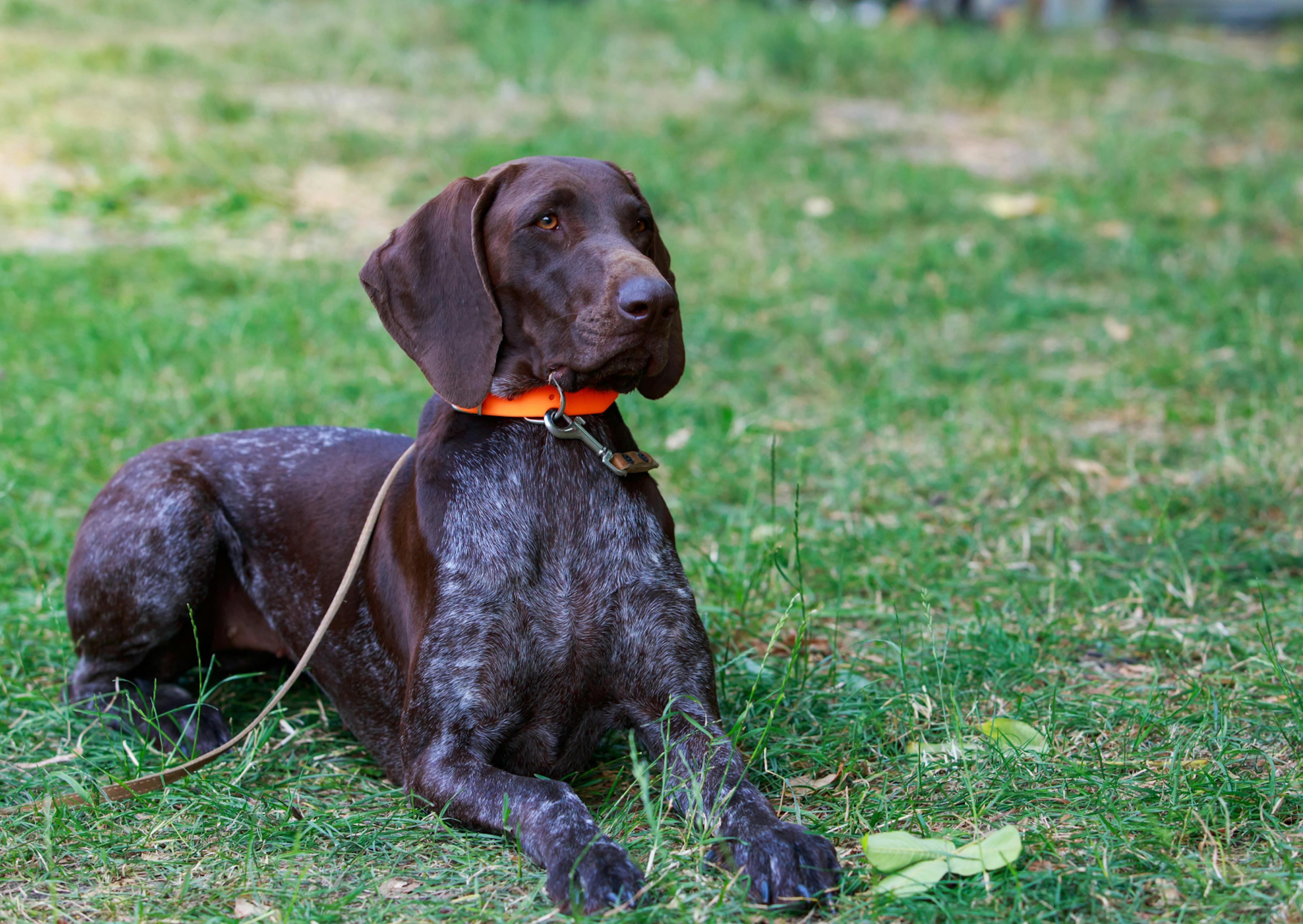 Braque Allemand couché dans l'herbe, il est attentif à ce qui se passe devant lui et porte un collier orange