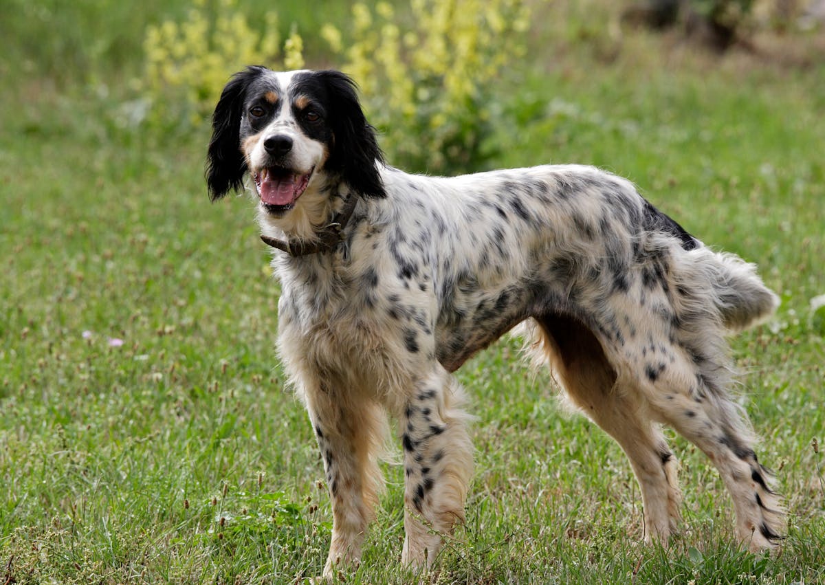 Setter Anglais dehors,il est debout dans l'herbe et regarde l'objectif