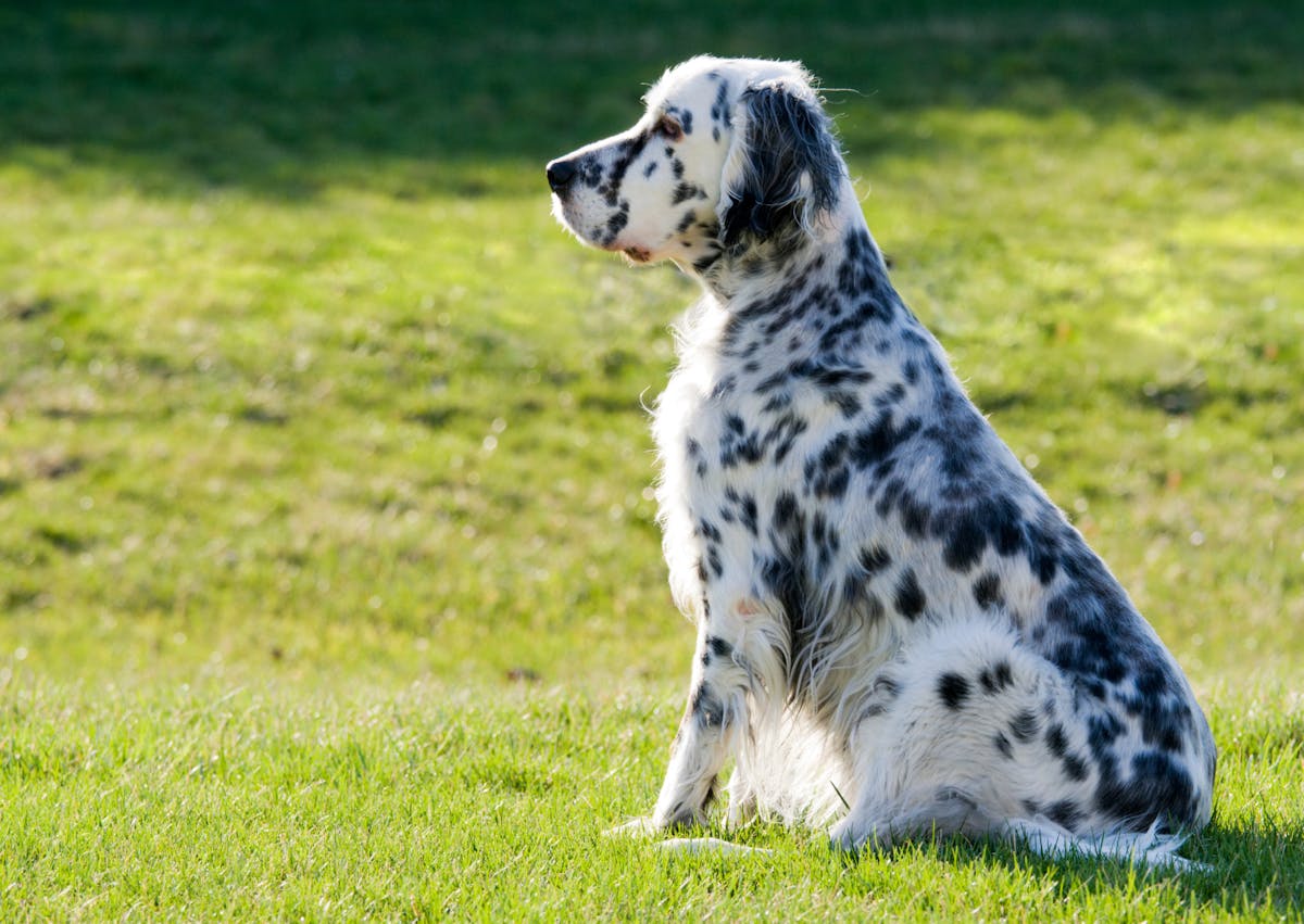 Setter Anglais assis dans l'herbe dehors, il regarde au loin