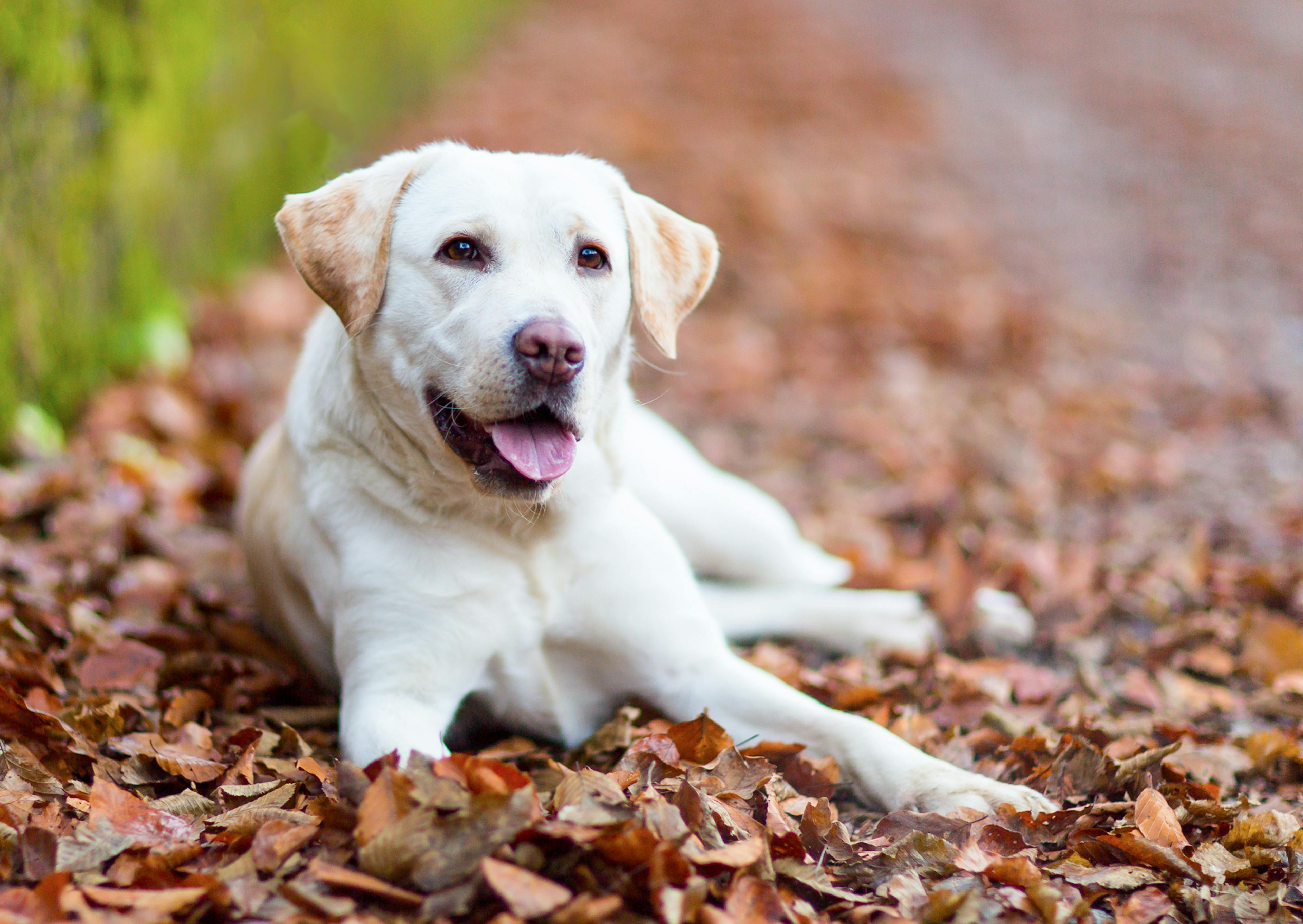 Labrador Retriever couché dans un tas de feuilles morte le long d'un chemin, il tire la langue et regarde l'objectif