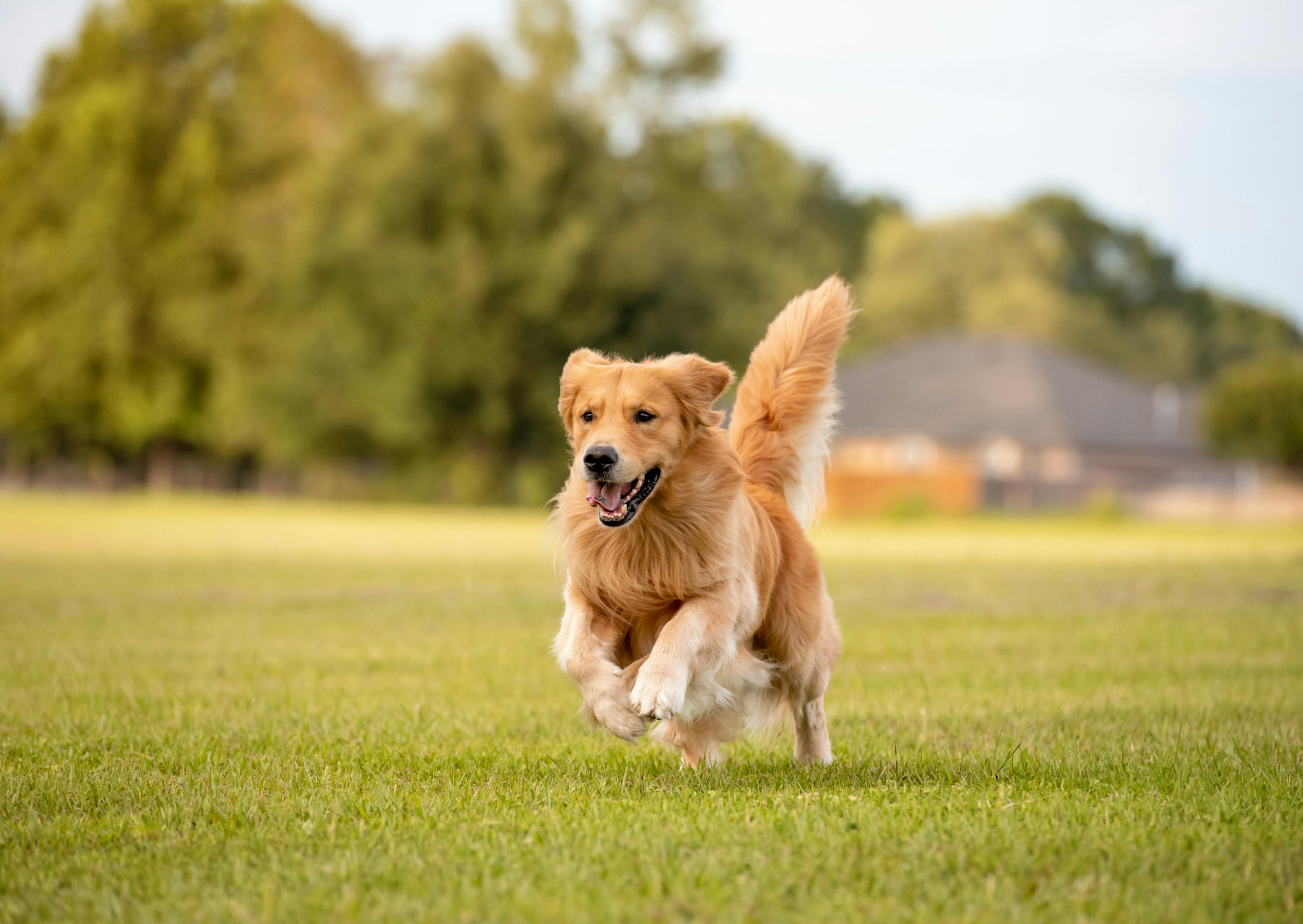 Golden Retriever qui court dans un étendue d'herbe