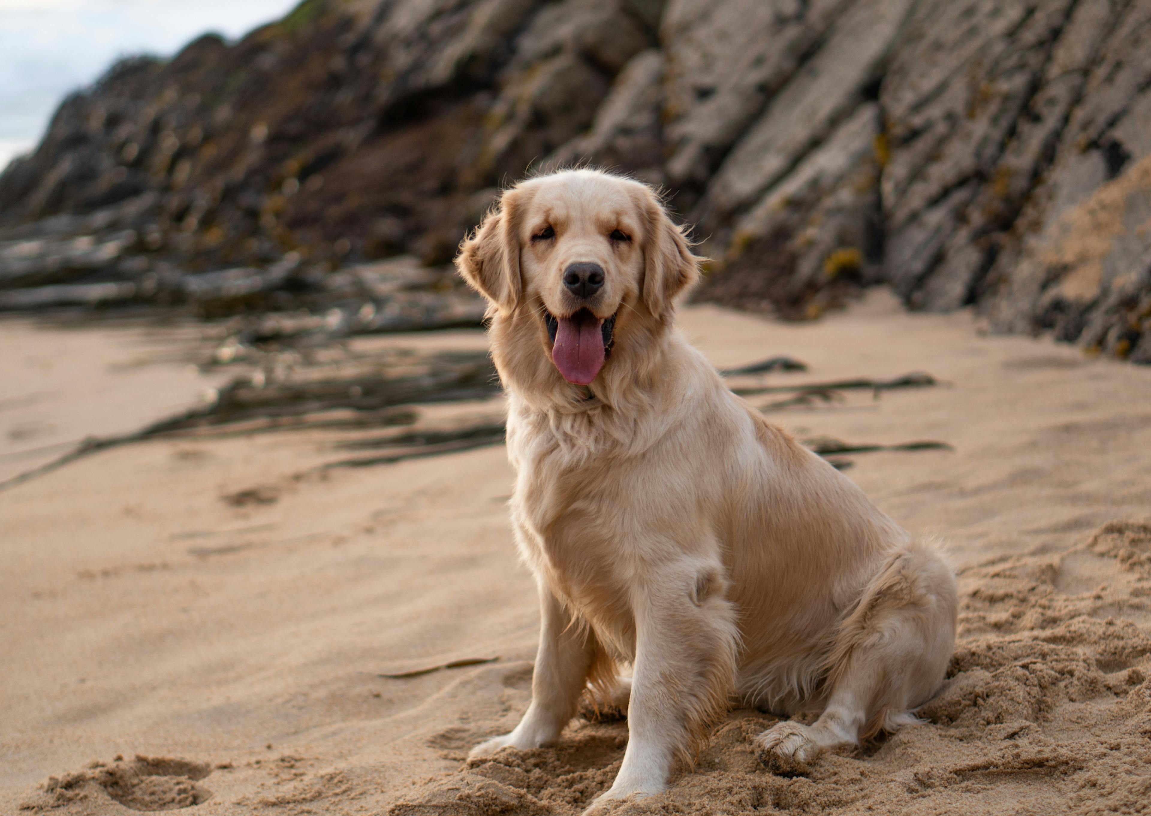 Golden Retriever assis sur une plage de sable fin, il tire la langue et regarde l'objectif