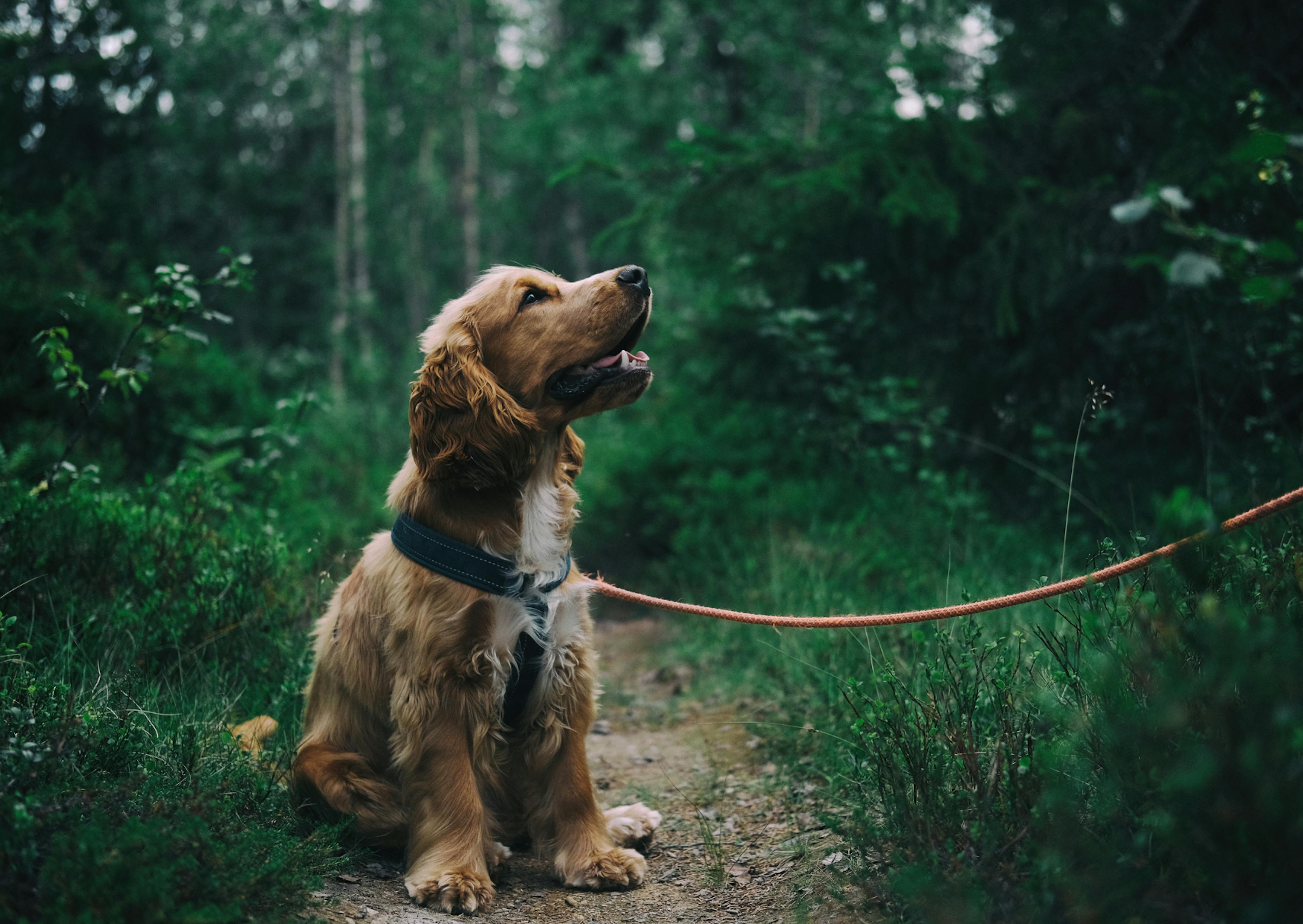 Cocker Spaniel Anglais assis dans une forêt sombre, il regarde son maître