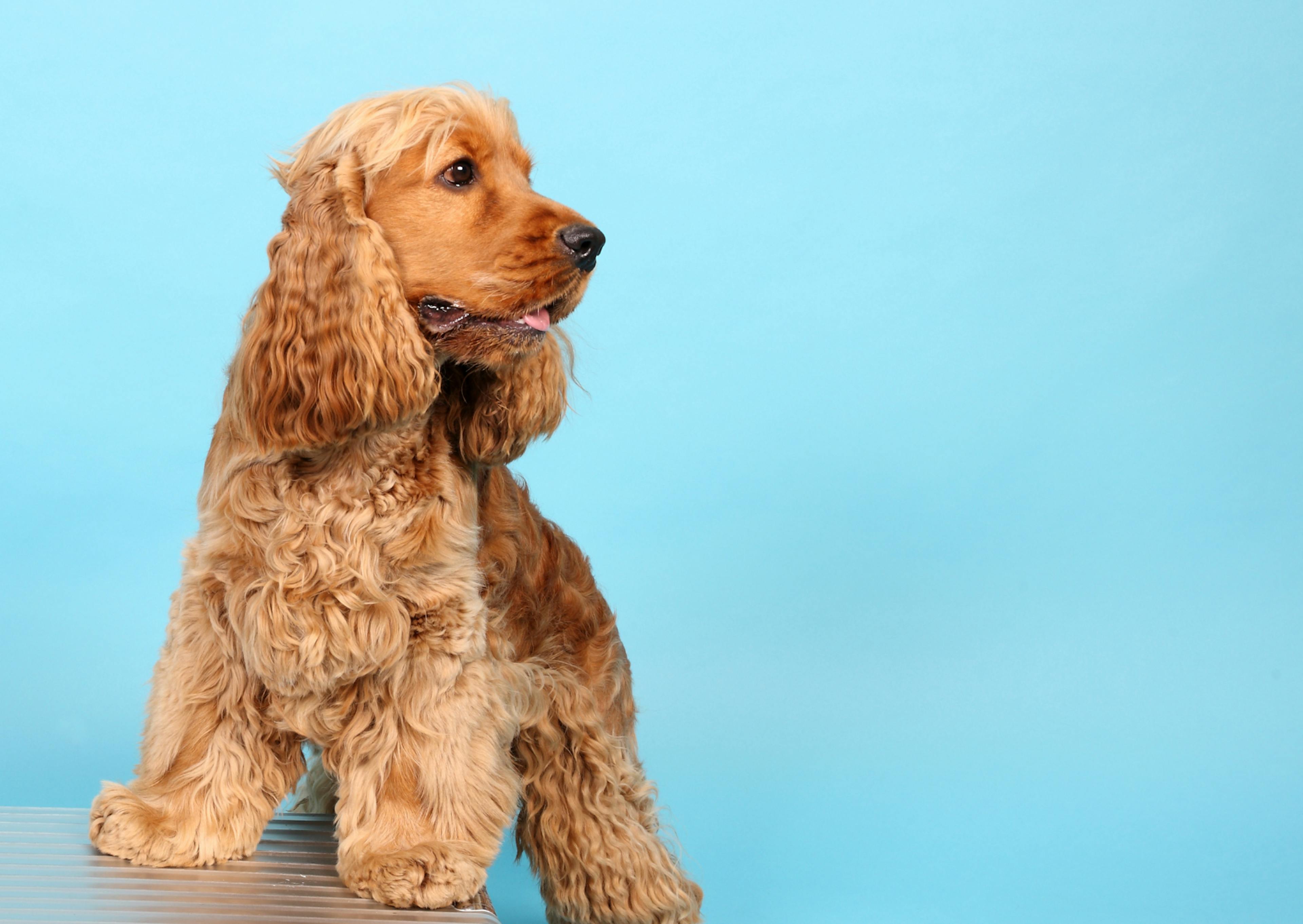 Cocker Spaniel Anglais sur un fond bleu, à les deux pattes sur une table et regarde à côté de lui, l'air curieux 