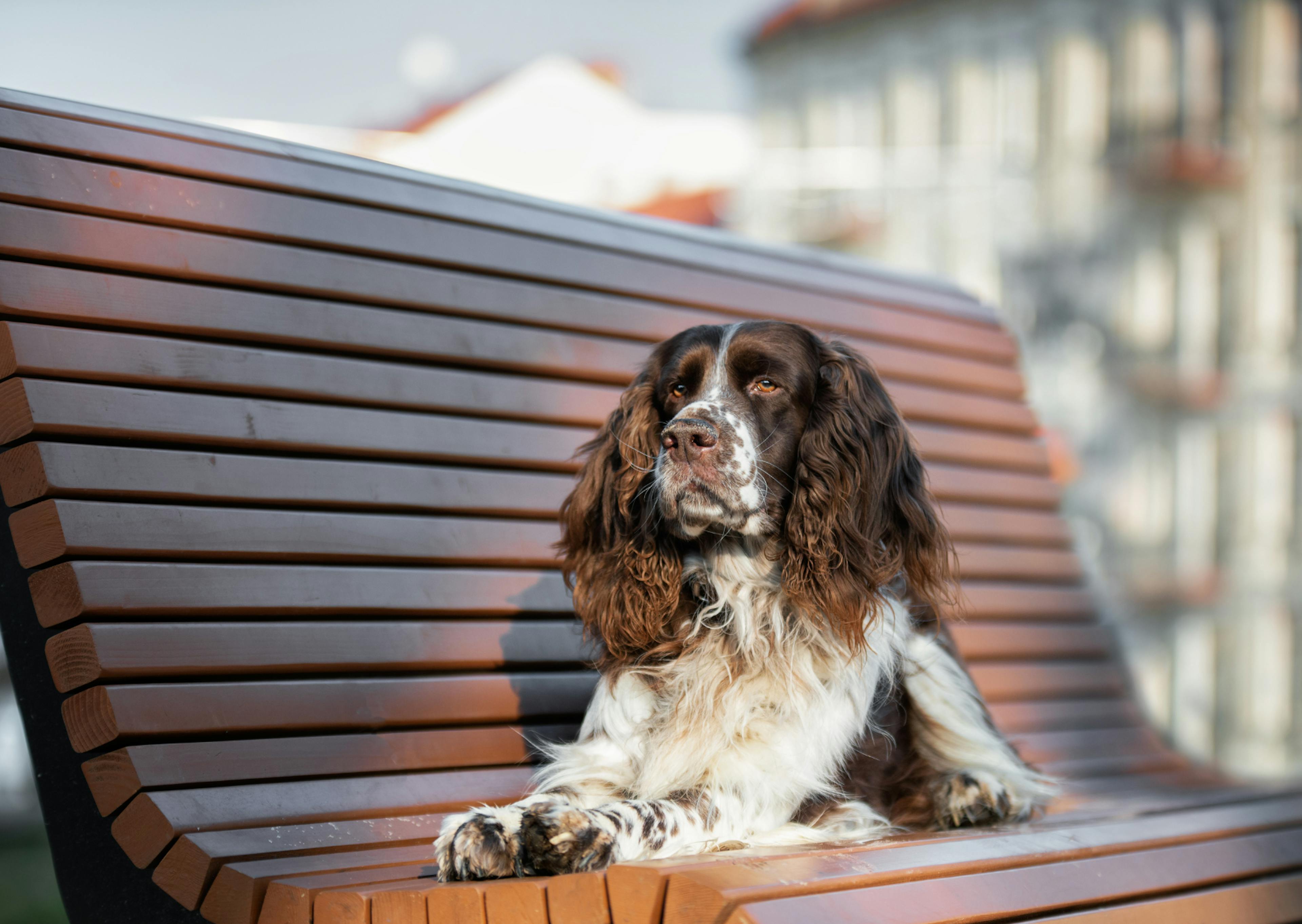 Springer Spaniel Anglais couché sur un banc en bois, il regarde au loin