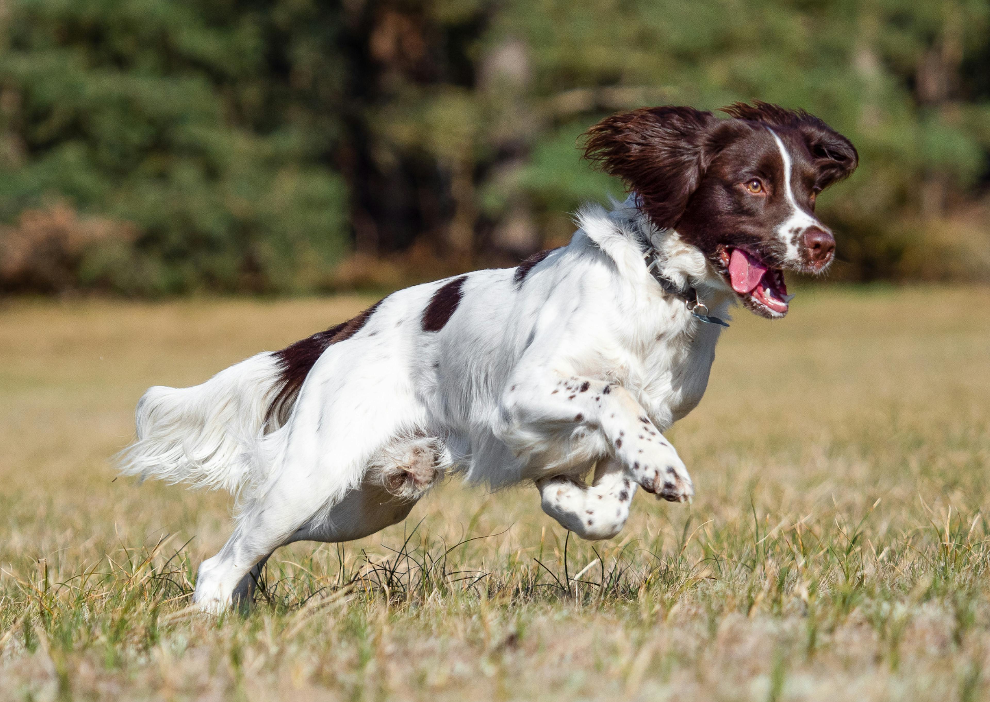 Springer Spaniel Anglais qui court vite à travers un champs