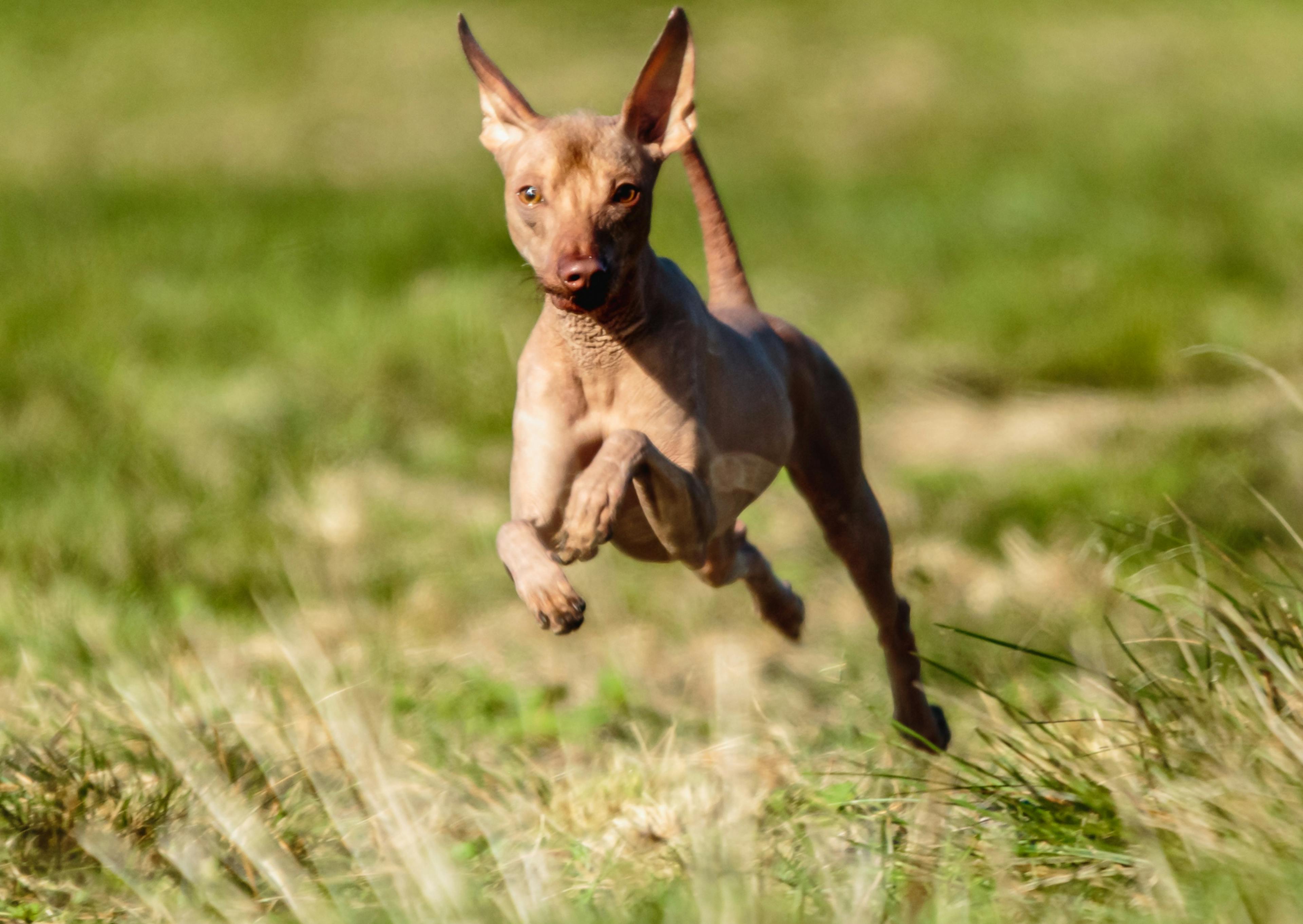 Chien sans poil qui court dans une étendue d'herbe