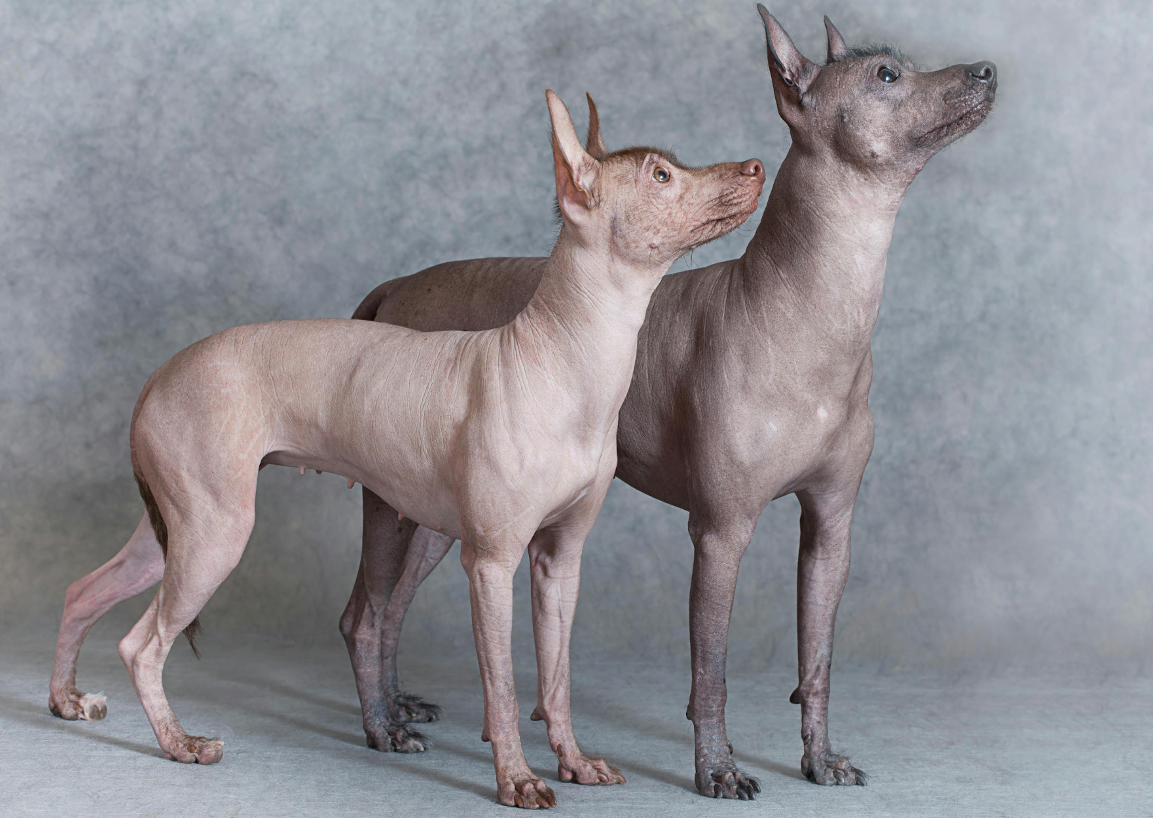 2 Xoloitzcuintle sur fond gris, ils regarde tous les deux dans la même direction vers le haut