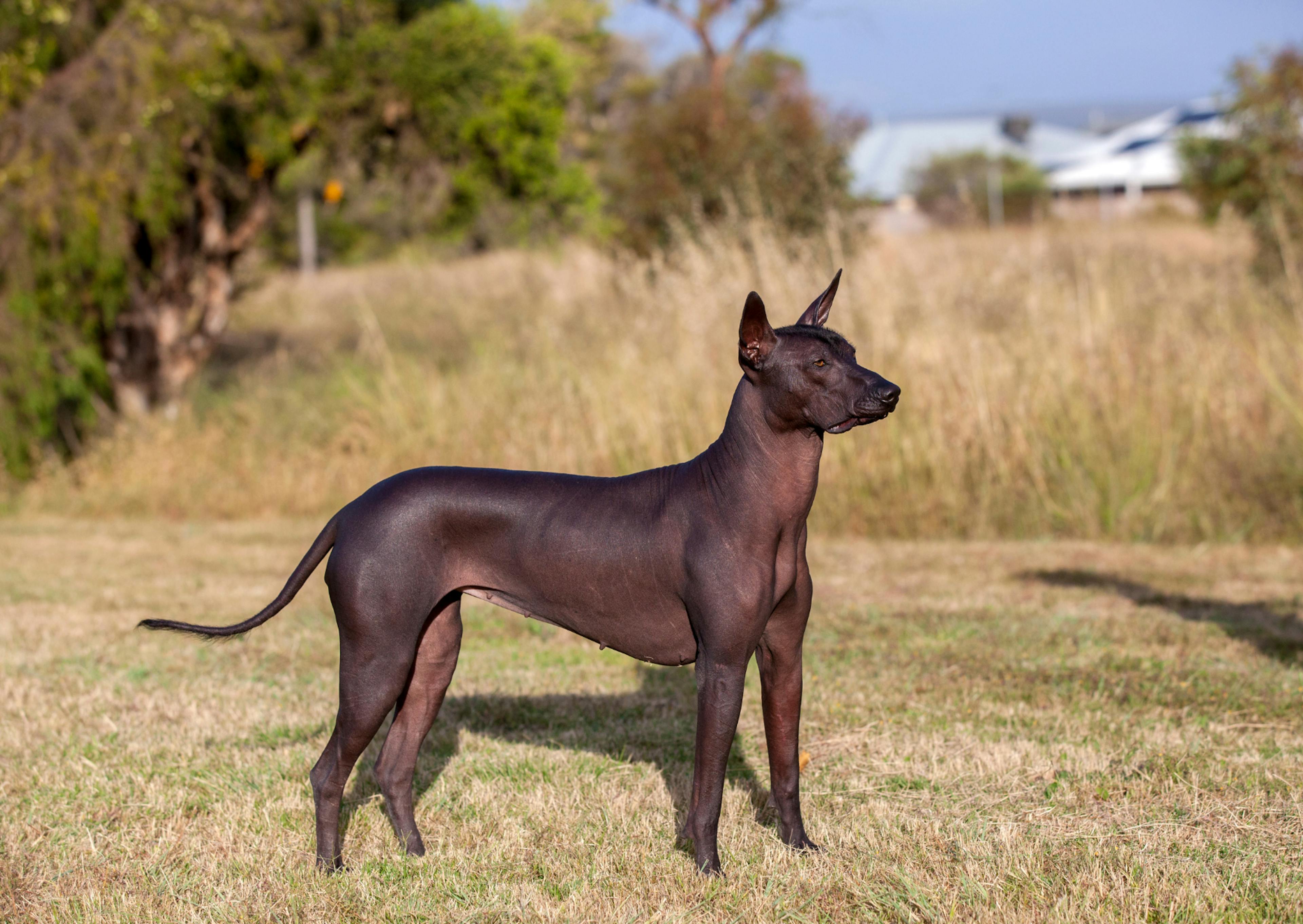 Xoloitzcuintle debout, il regarde au loin, il est dans une étendue d'herbes sèches