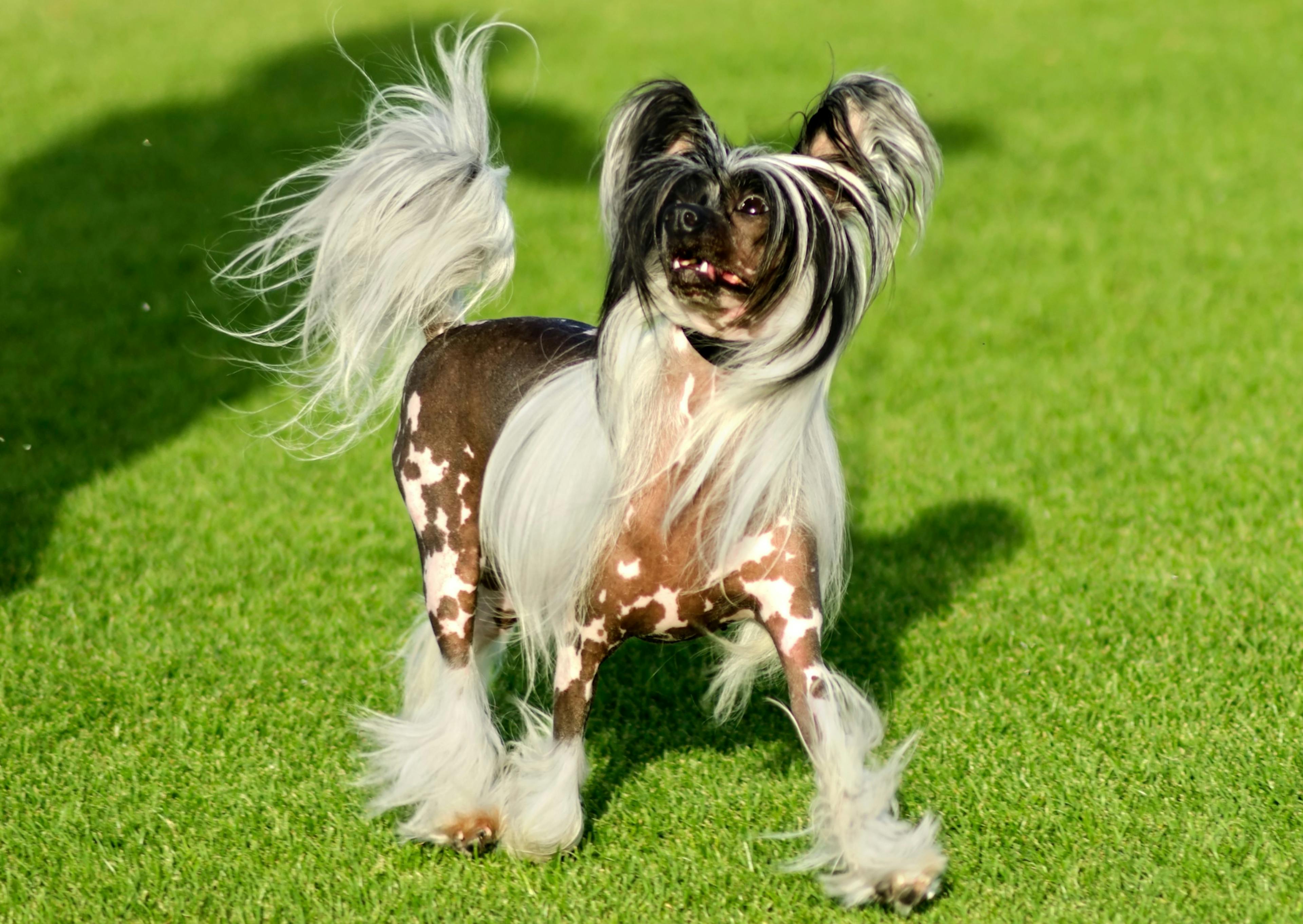 Chien Chinois à Crête qui marche et regarde légèrement vers le haut 