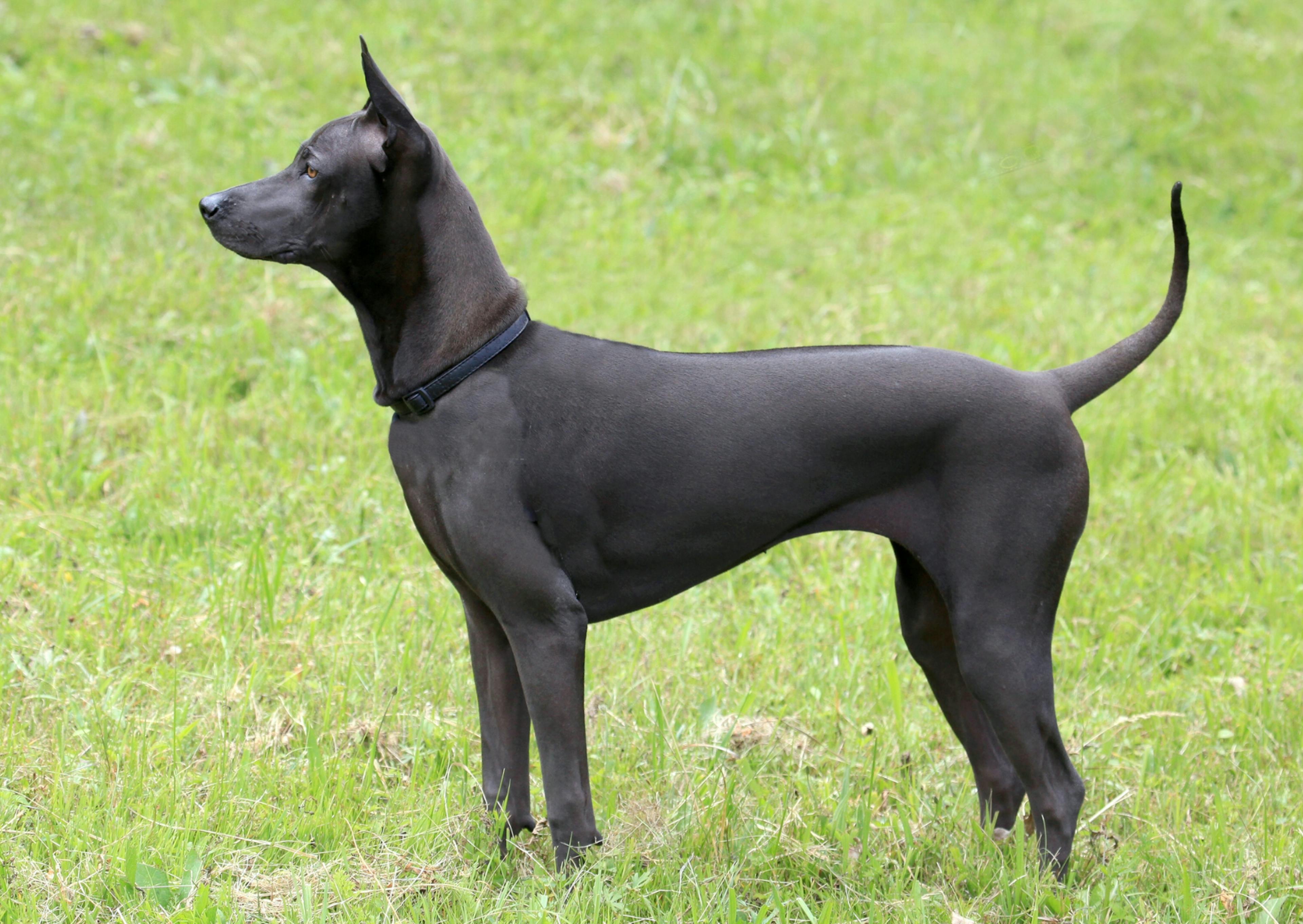 Chien Nu du Pérou debout dans une étendue d'herbes fraîches, on le voit de côté, il regarde devant lui 