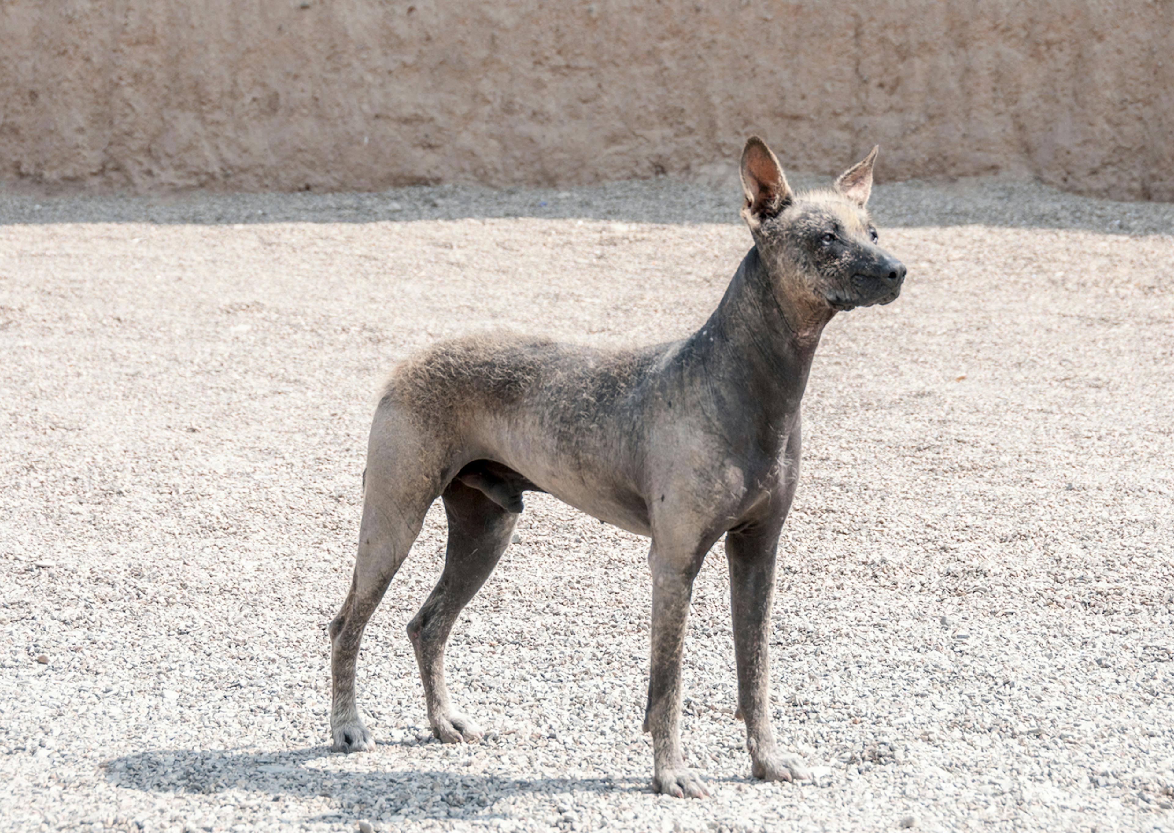 Chien Nu du Pérou dehors, il se tient debout et regarde devant lui 