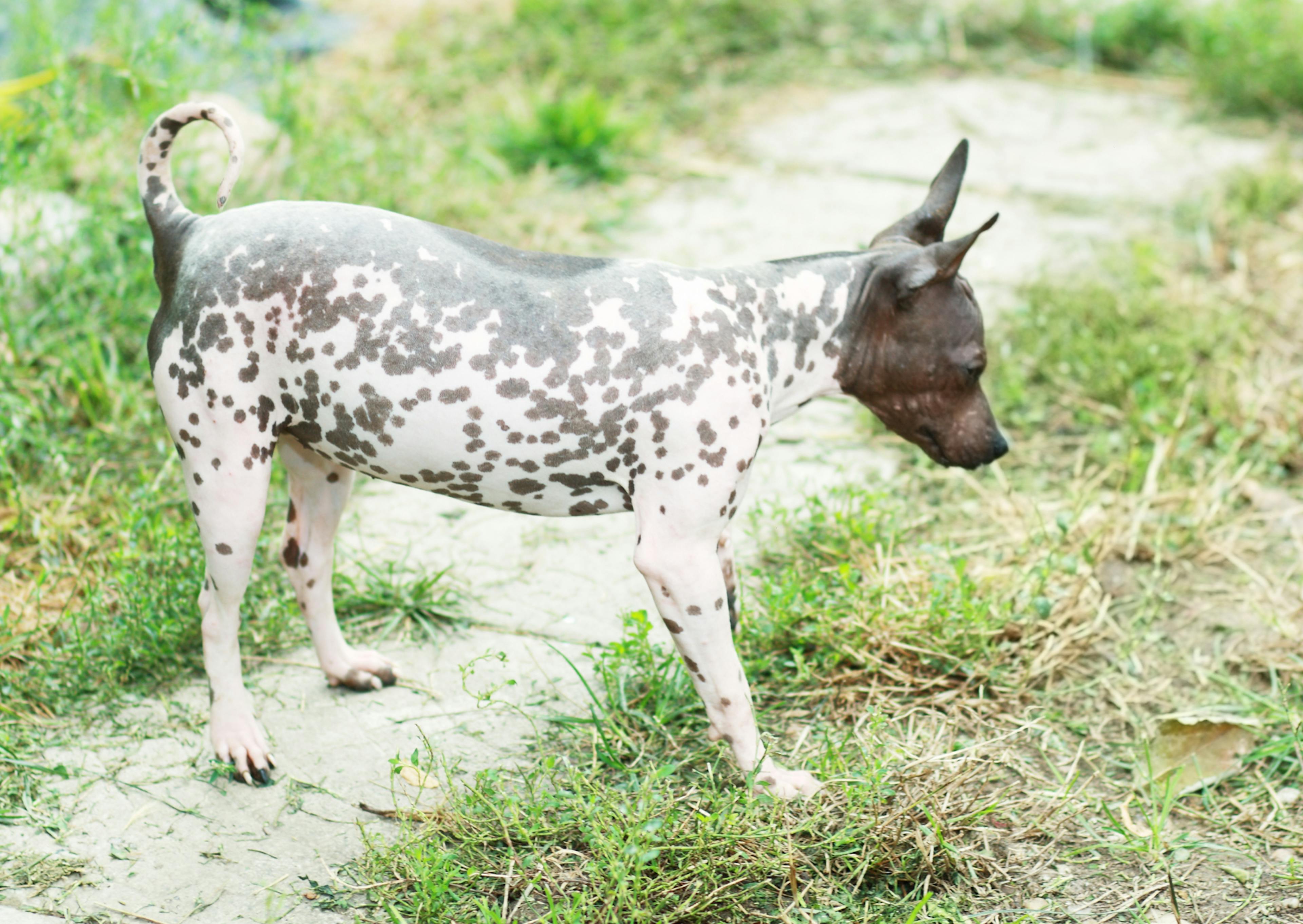 American Hairless Terrier qui marche, il est tace-heté deblanc et de marron, il regarde vers le bas